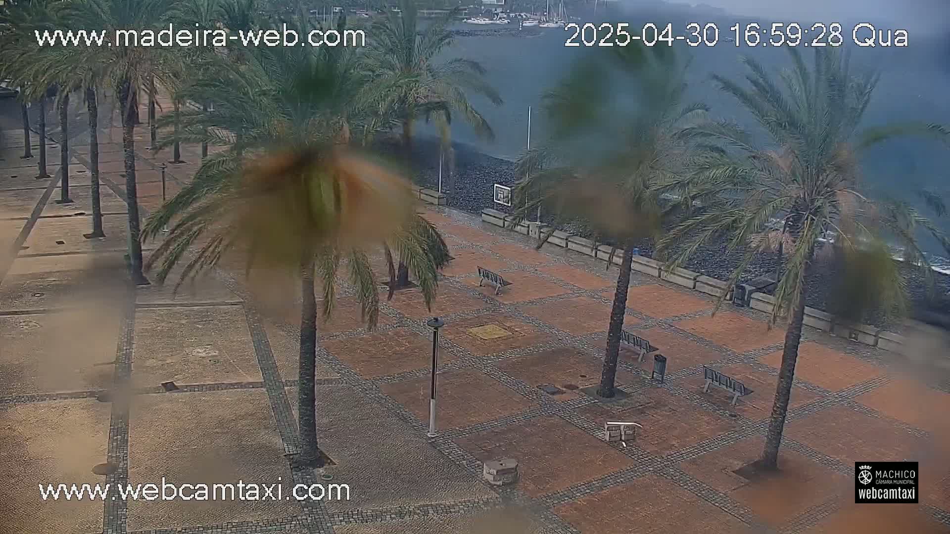 A rain-swept plaza with palm trees and benches overlooks a dark-colored body of water.