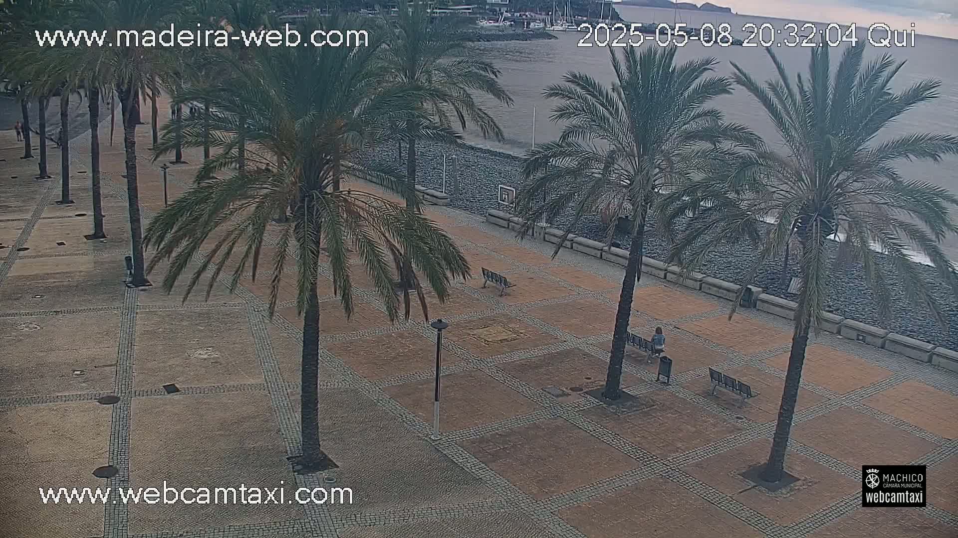 A paved plaza lined with palm trees overlooks a calm ocean under an overcast sky.