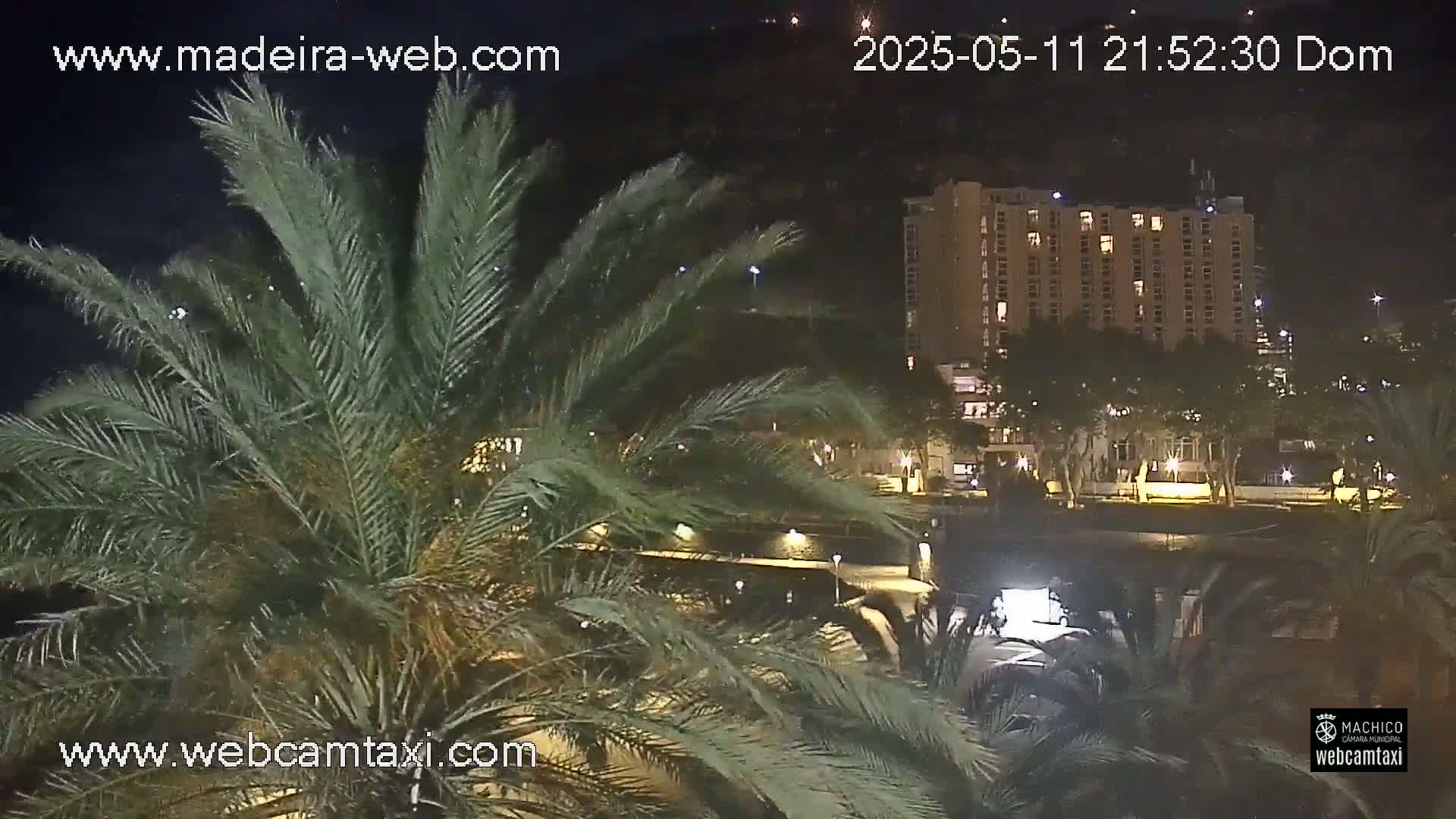 A nighttime view from behind palm fronds shows a brightly lit multi-story building across a street with trees and a dark roadway.