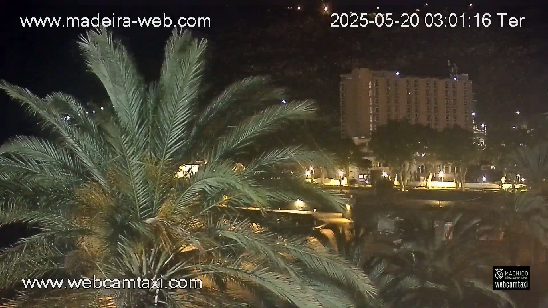 A nighttime view of palm trees in the foreground, with a tall building and park-like area visible in the background under a clear sky.
