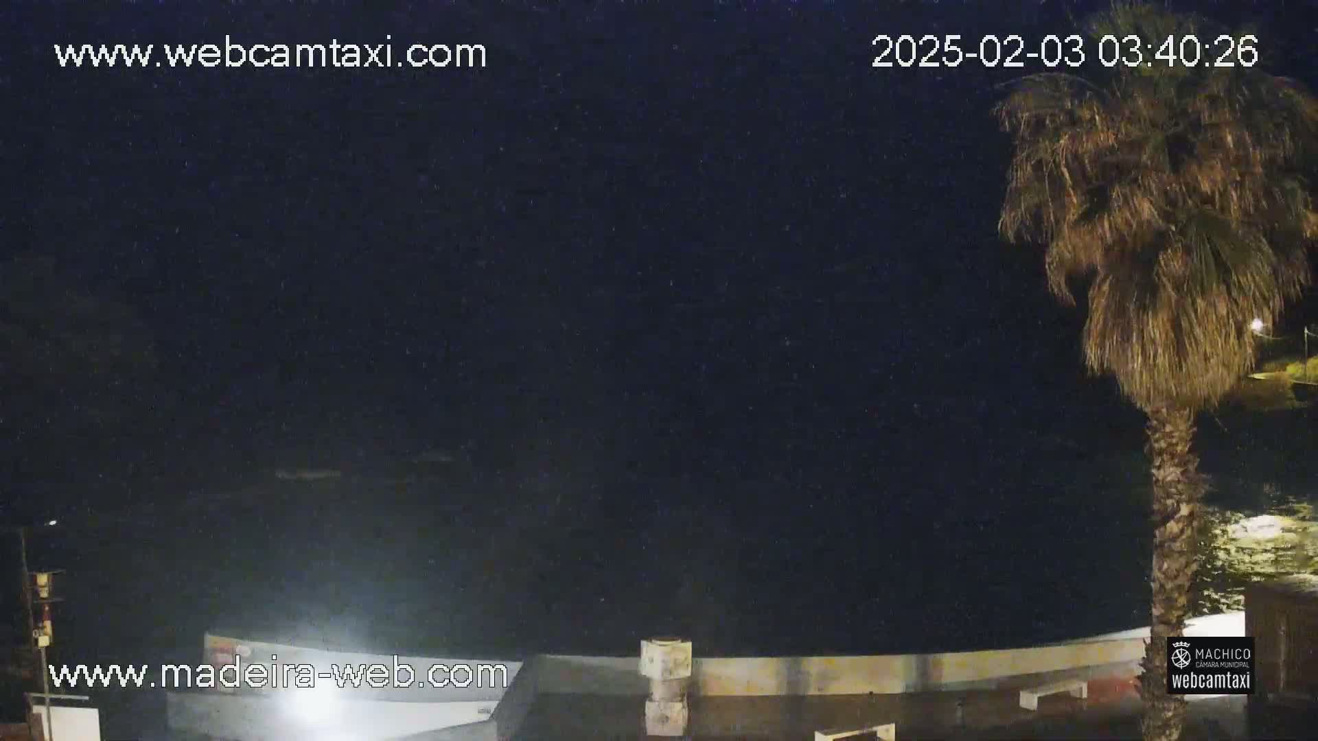 A nighttime view of a dark ocean under a clear sky, with a palm tree in the foreground to the right.