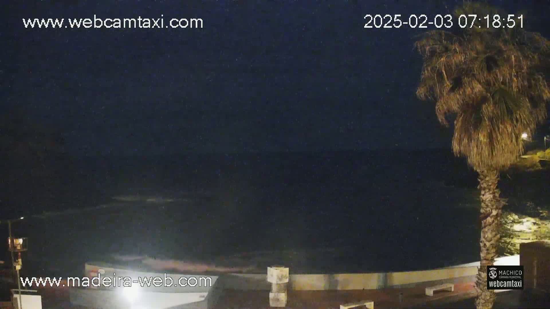 A nighttime view of a dark ocean under a clear sky, with a palm tree visible in the foreground.