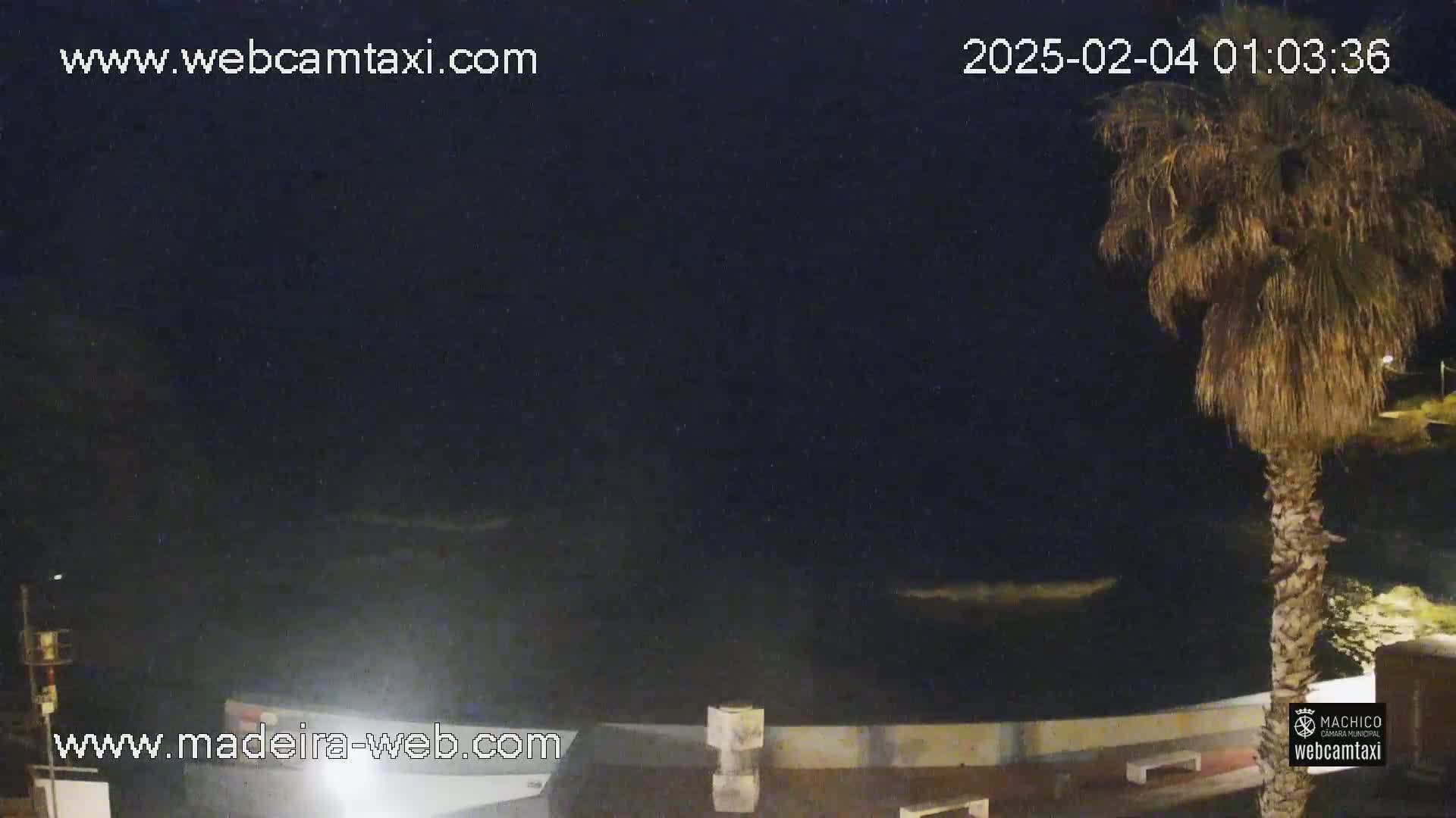 A nighttime view of a dark ocean with a palm tree to the right and a low wall along the shore.