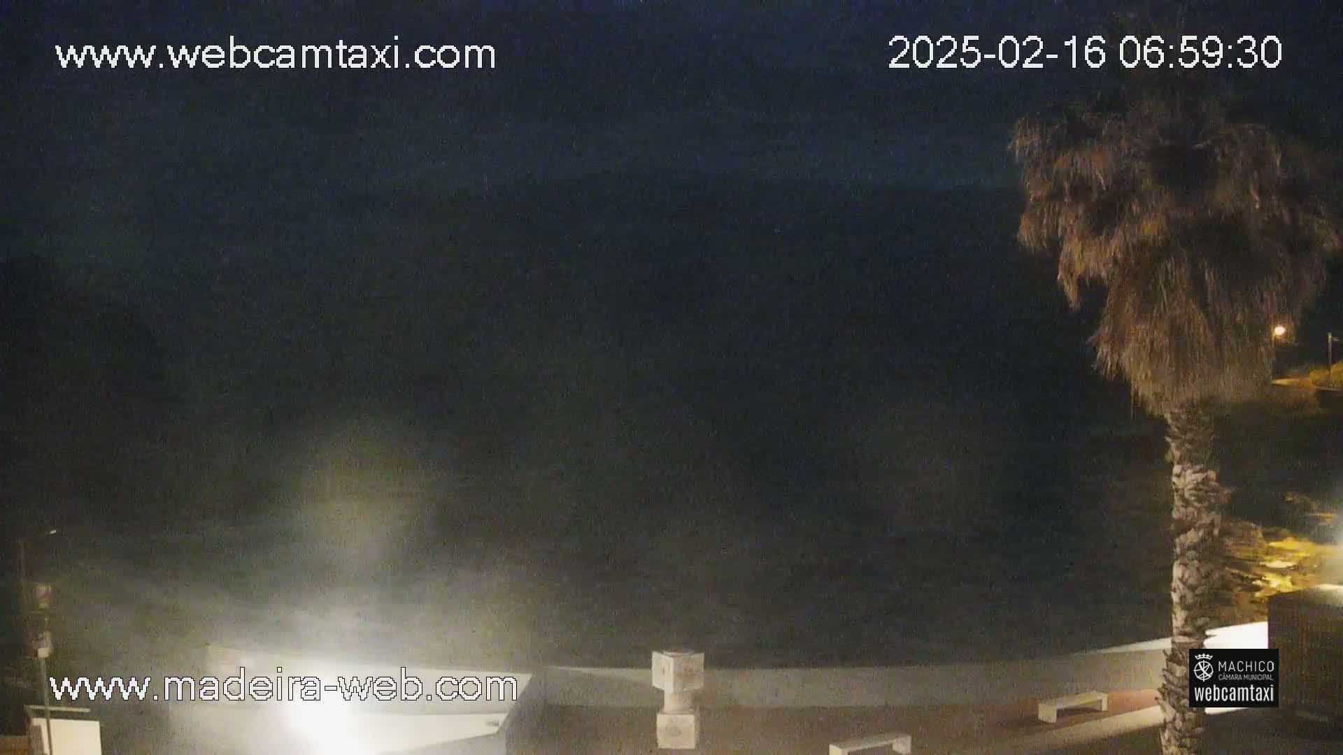 A nighttime coastal scene shows a dark ocean under a clear, night sky, with a palm tree in the foreground.