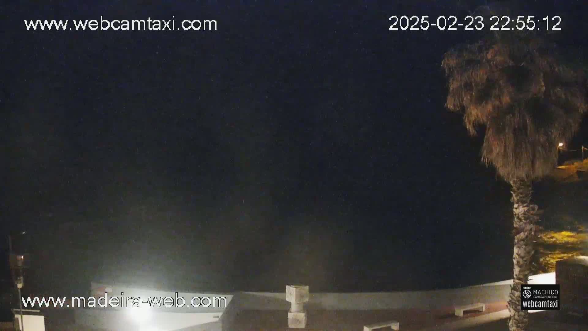 A nighttime, hazy view of a palm tree near a low wall overlooking dark water.