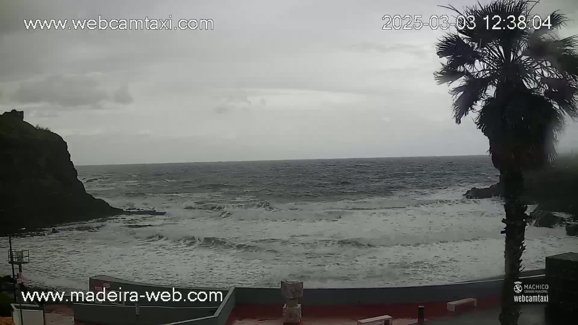 A rocky coastline with choppy gray water under an overcast sky, partially obscured by a palm tree.