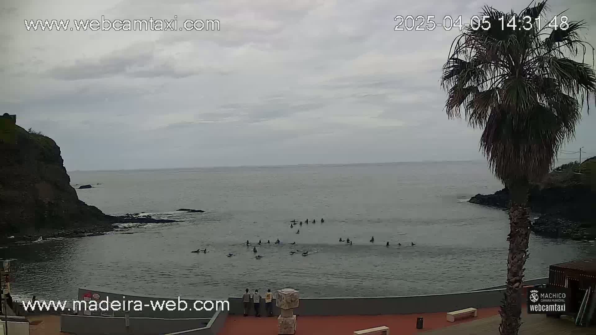A calm, overcast day shows several people in the water near a rocky coastline, with a palm tree in the foreground.