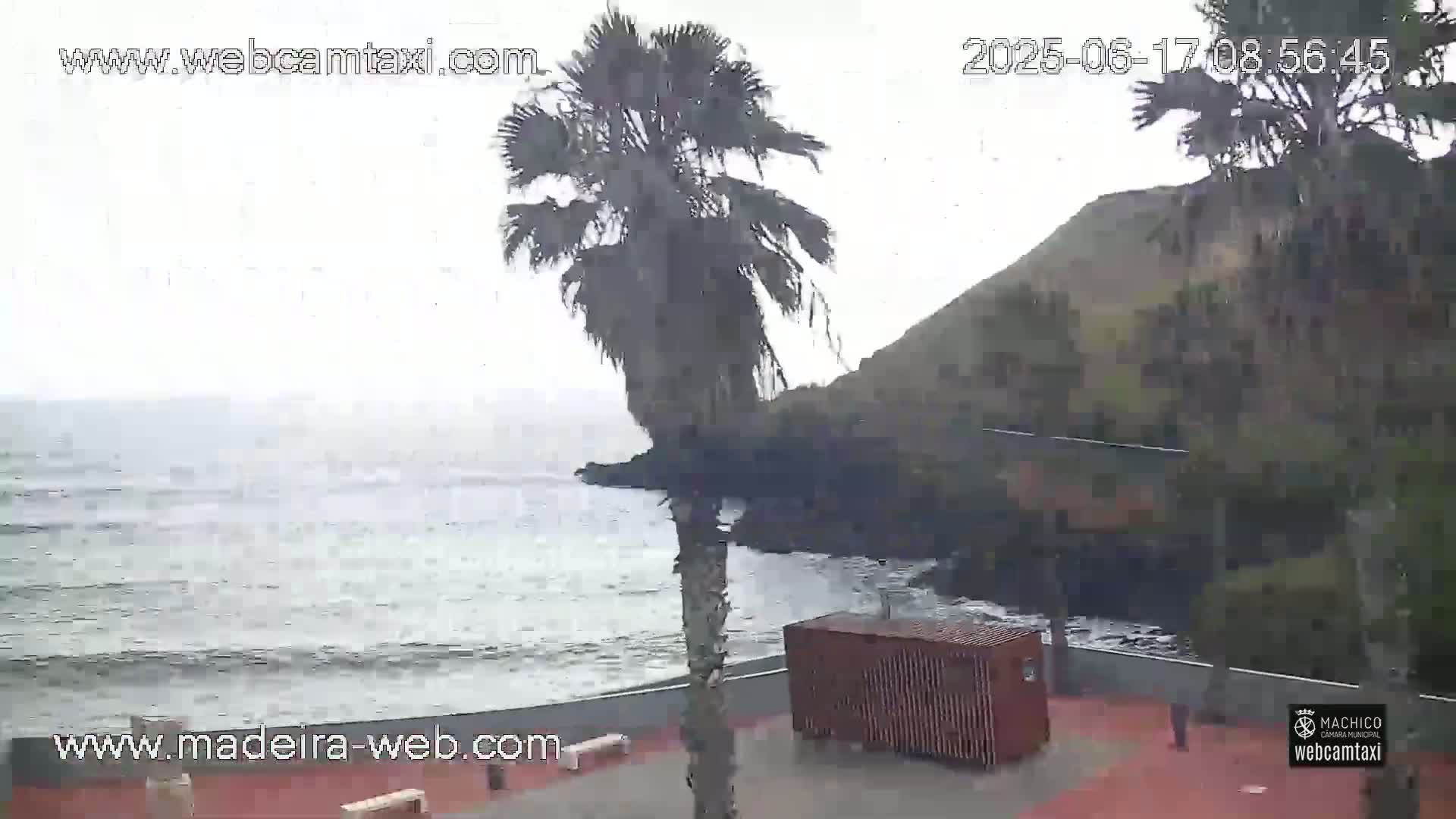 A hazy, overcast day reveals a rocky coastline with a palm tree in the foreground and a calm ocean.