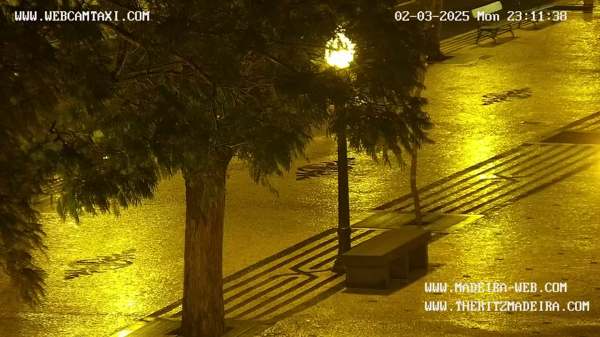 A wet, golden-lit cobblestone street at night is partially obscured by a tree, with a lamppost and a bench visible.