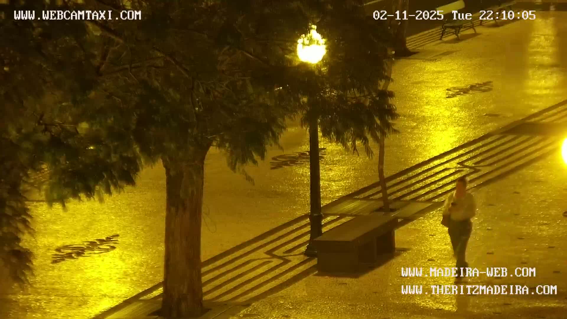 A person walks down a rain-slicked, paved walkway at night, illuminated by streetlights and trees lining the path.