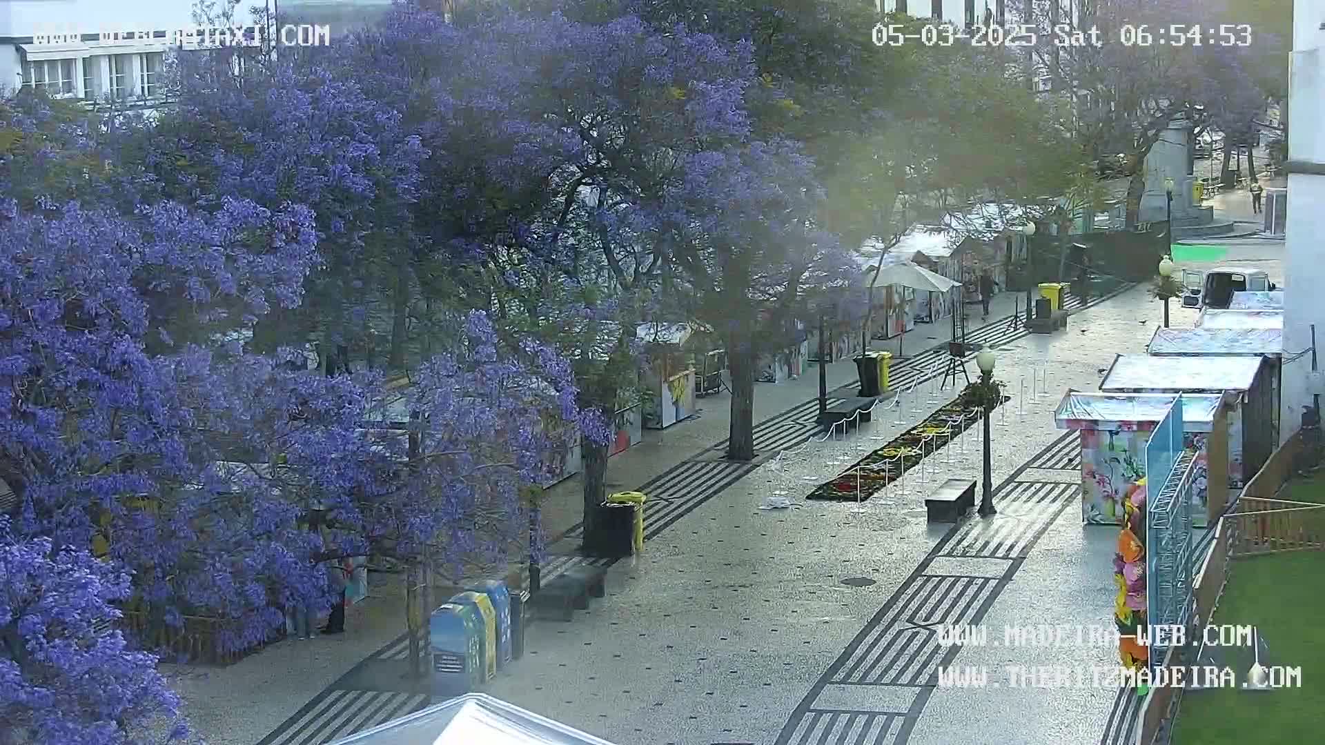 A paved walkway lined with market stalls is visible beneath blossoming purple jacaranda trees on a hazy day.