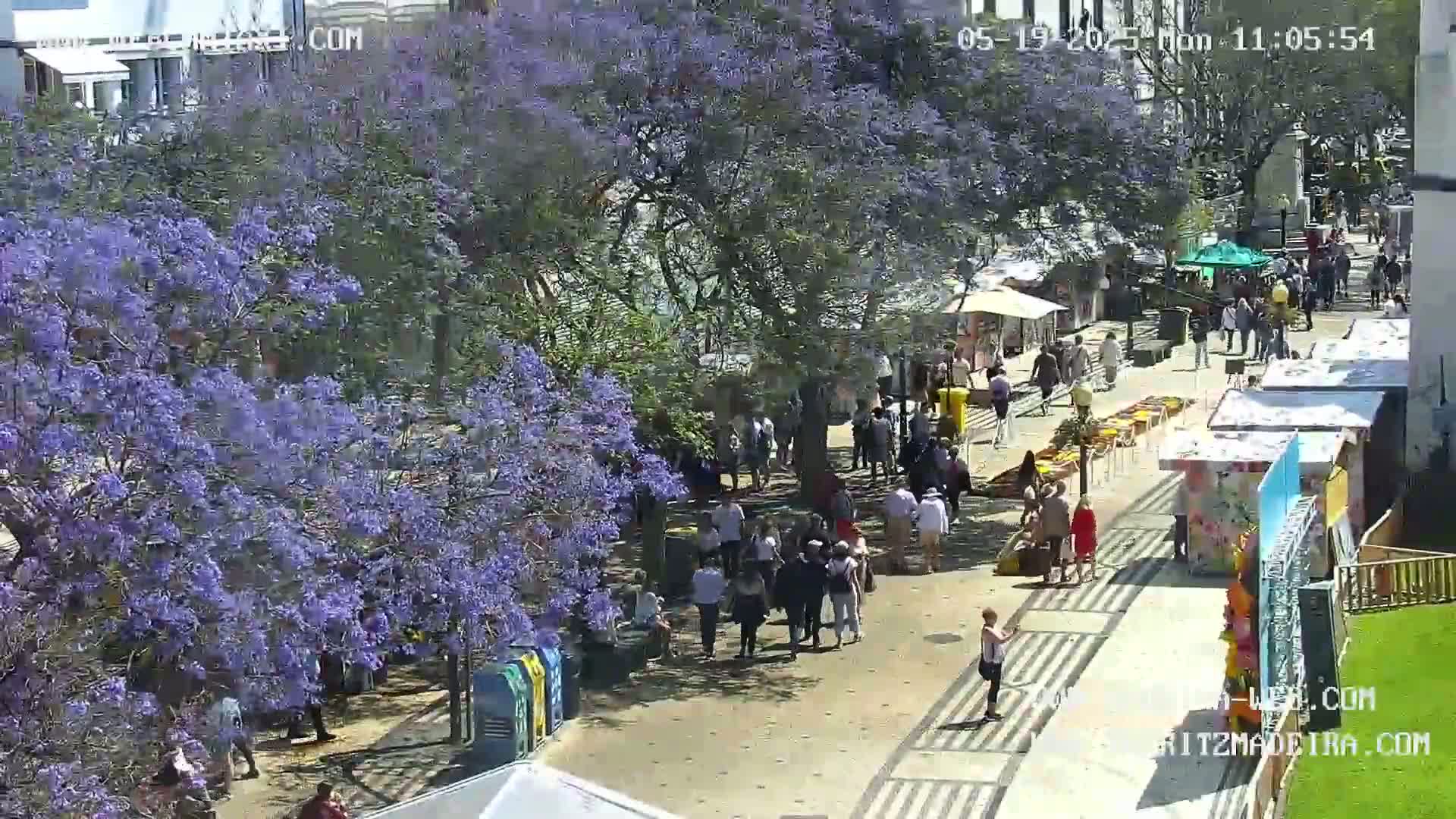 A sunny outdoor scene shows a paved walkway lined with market stalls and many people walking among jacaranda trees in full purple bloom.