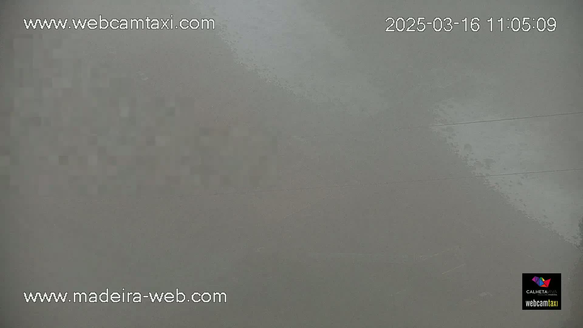 A blurry, gray, possibly indoor, surface is visible.