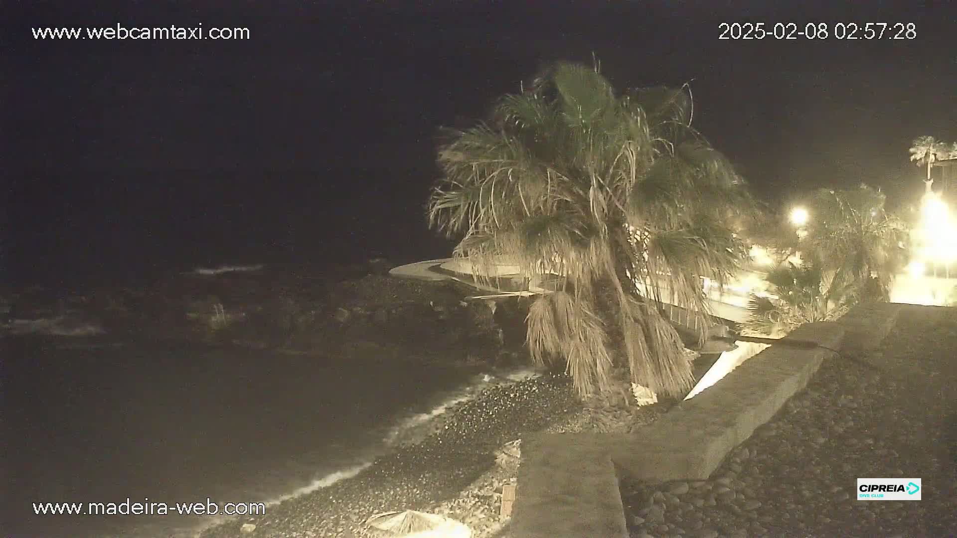 A nighttime coastal scene shows a rocky shore with gentle waves lapping at the edge, a palm tree, and a paved walkway illuminated by streetlights.