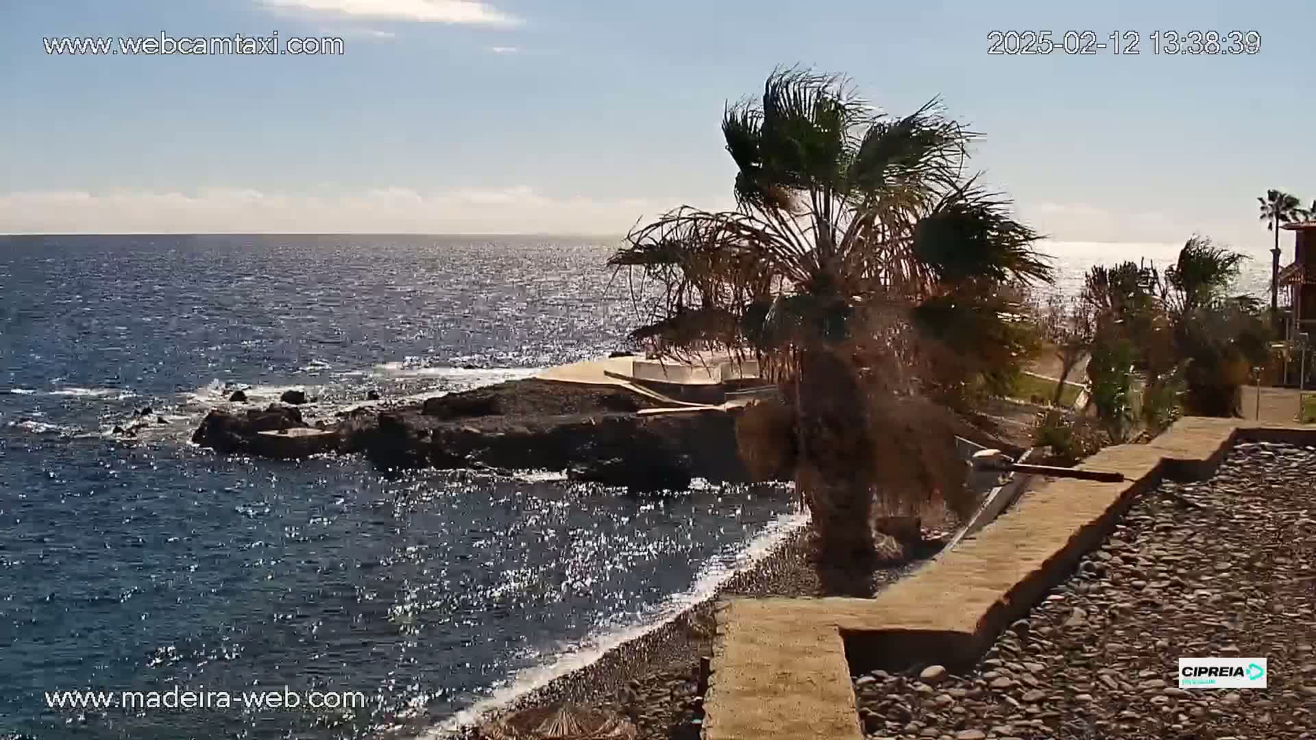 A rocky coast with palm trees is shown under sunny skies, overlooking a sparkling blue ocean with small waves.