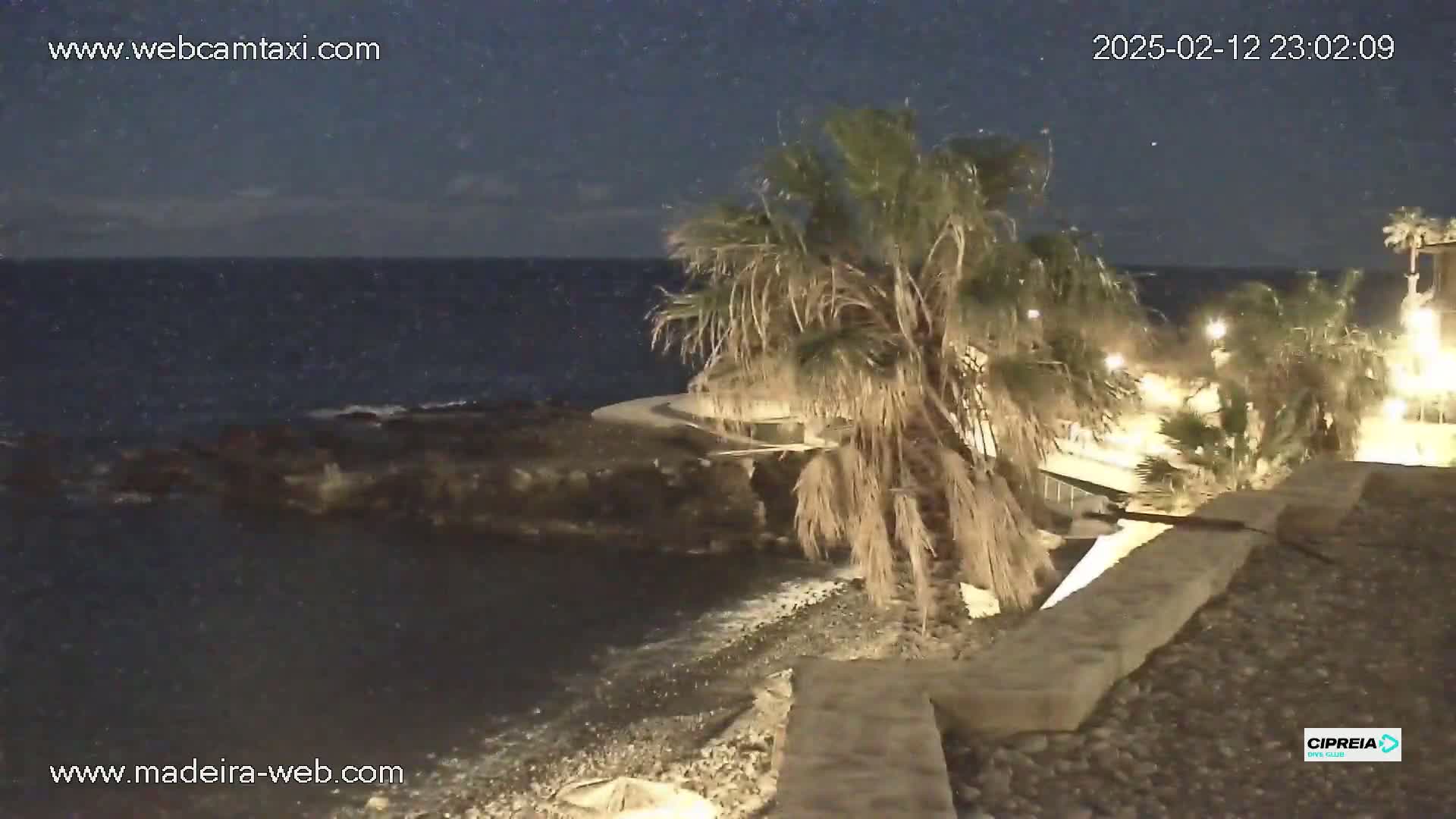 A nighttime view of a rocky shoreline with palm trees under a clear, starry sky, overlooking a dark ocean.