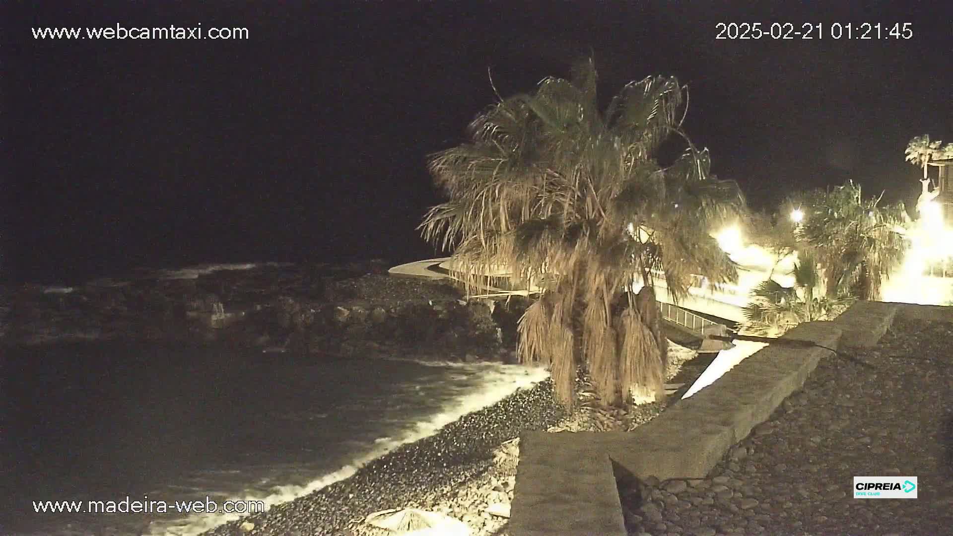 A nighttime view of a dark ocean with waves lapping a pebble beach next to palm trees and a stone wall under a clear, dark sky.