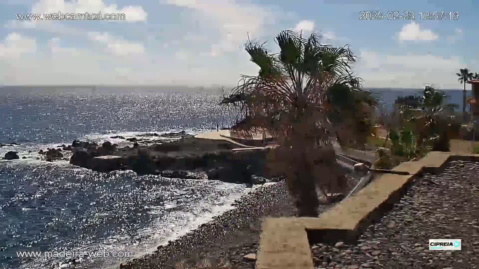 A rocky shoreline with a palm tree in the foreground overlooks a calm, sparkling ocean under a partly cloudy sky.