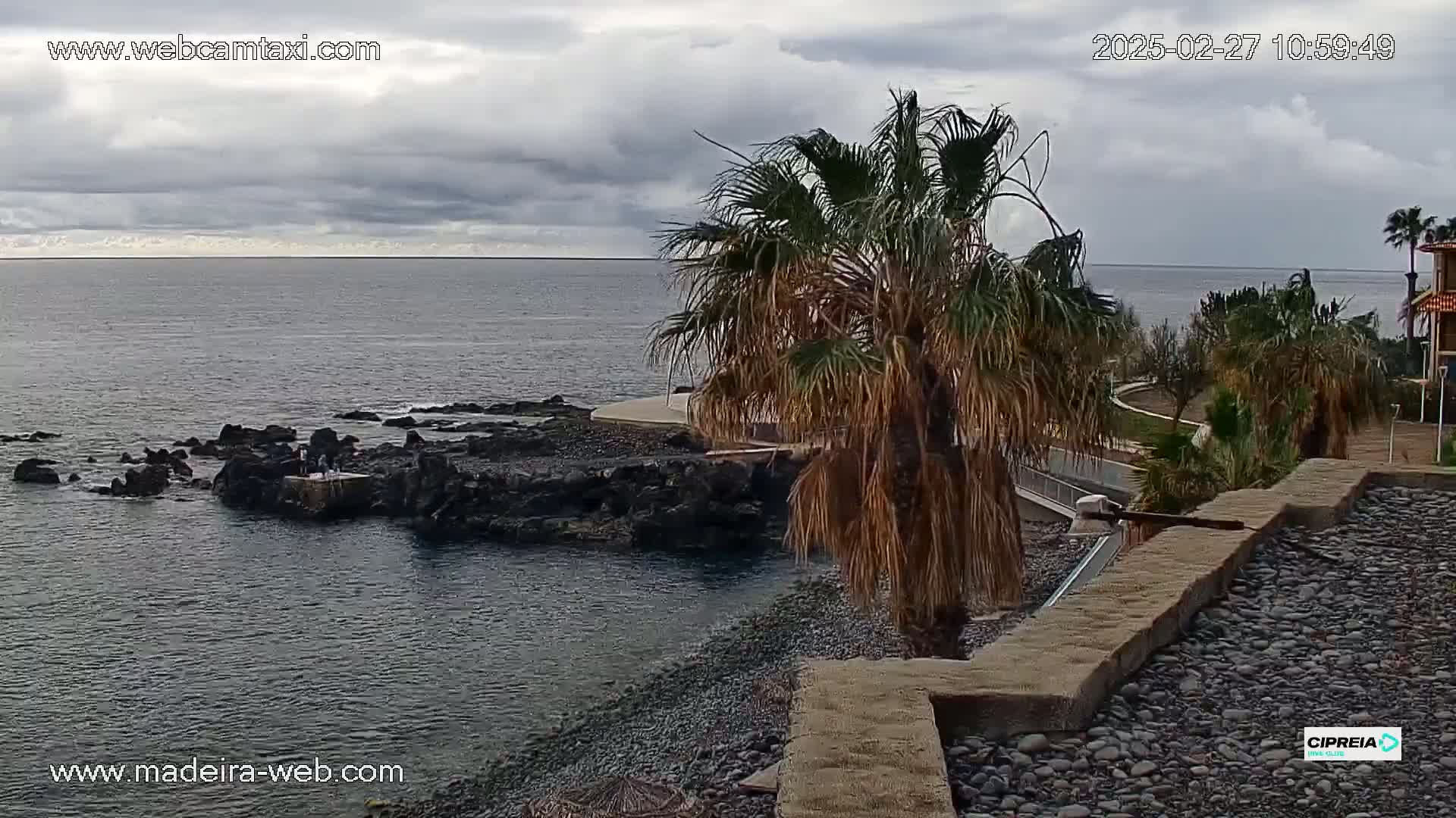 A rocky shoreline meets a calm ocean under a cloudy sky, with a palm tree and other vegetation in the foreground.