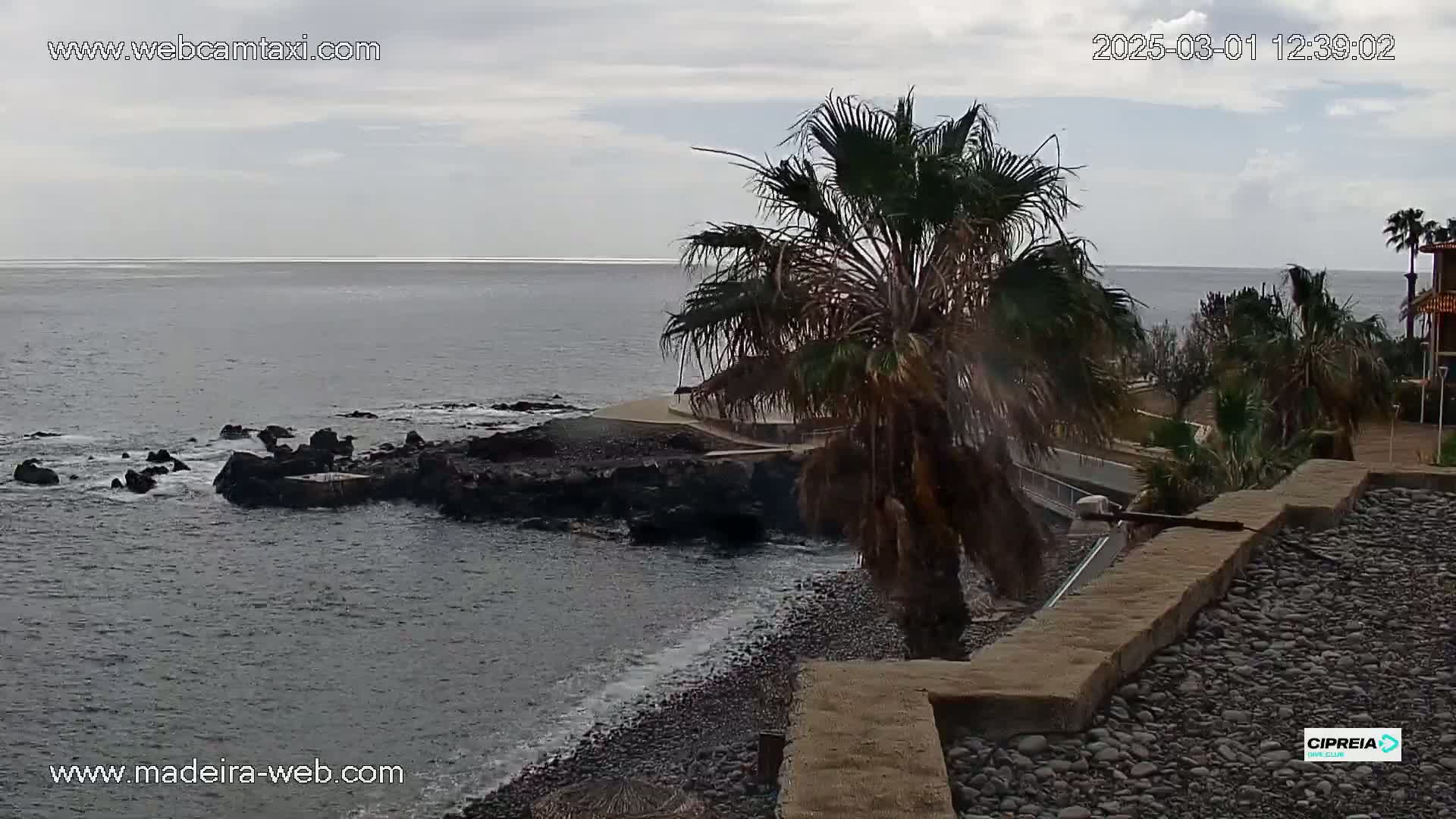 A rocky, pebble beach with calm, gray-blue water under an overcast sky is partially obscured by palm trees.