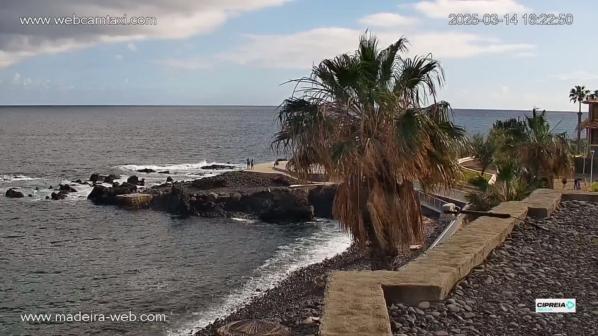 A rocky shoreline with a palm tree in the foreground overlooks a calm ocean under a partly cloudy sky.