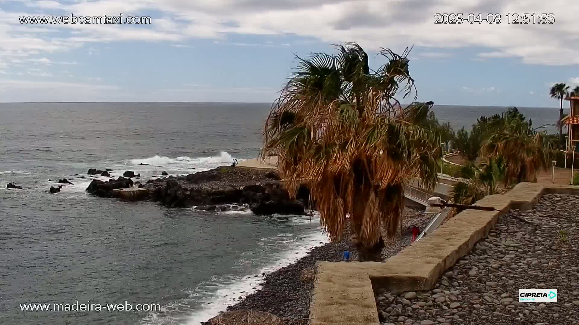 A rocky shoreline with a palm tree in the foreground meets a dark-blue ocean with small waves under a partly cloudy sky.