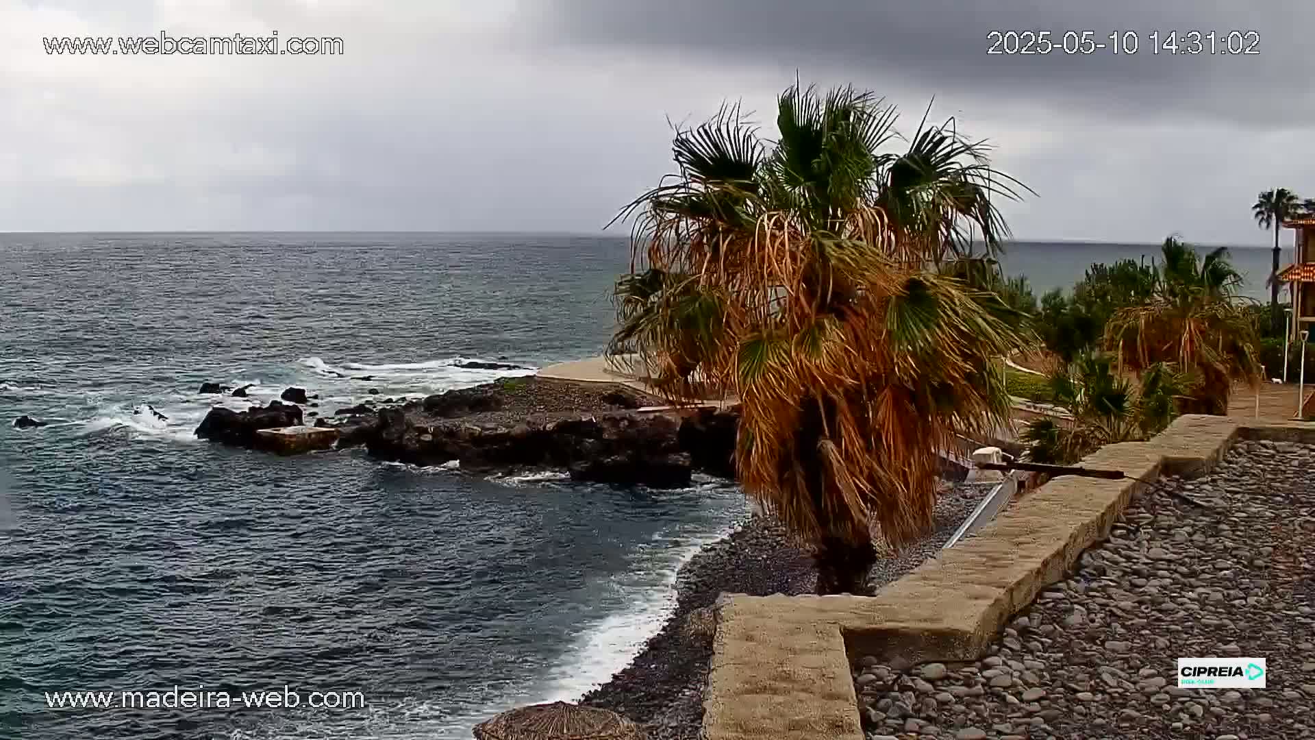 A rocky coast with palm trees is seen under an overcast sky, with waves gently lapping at the shore.