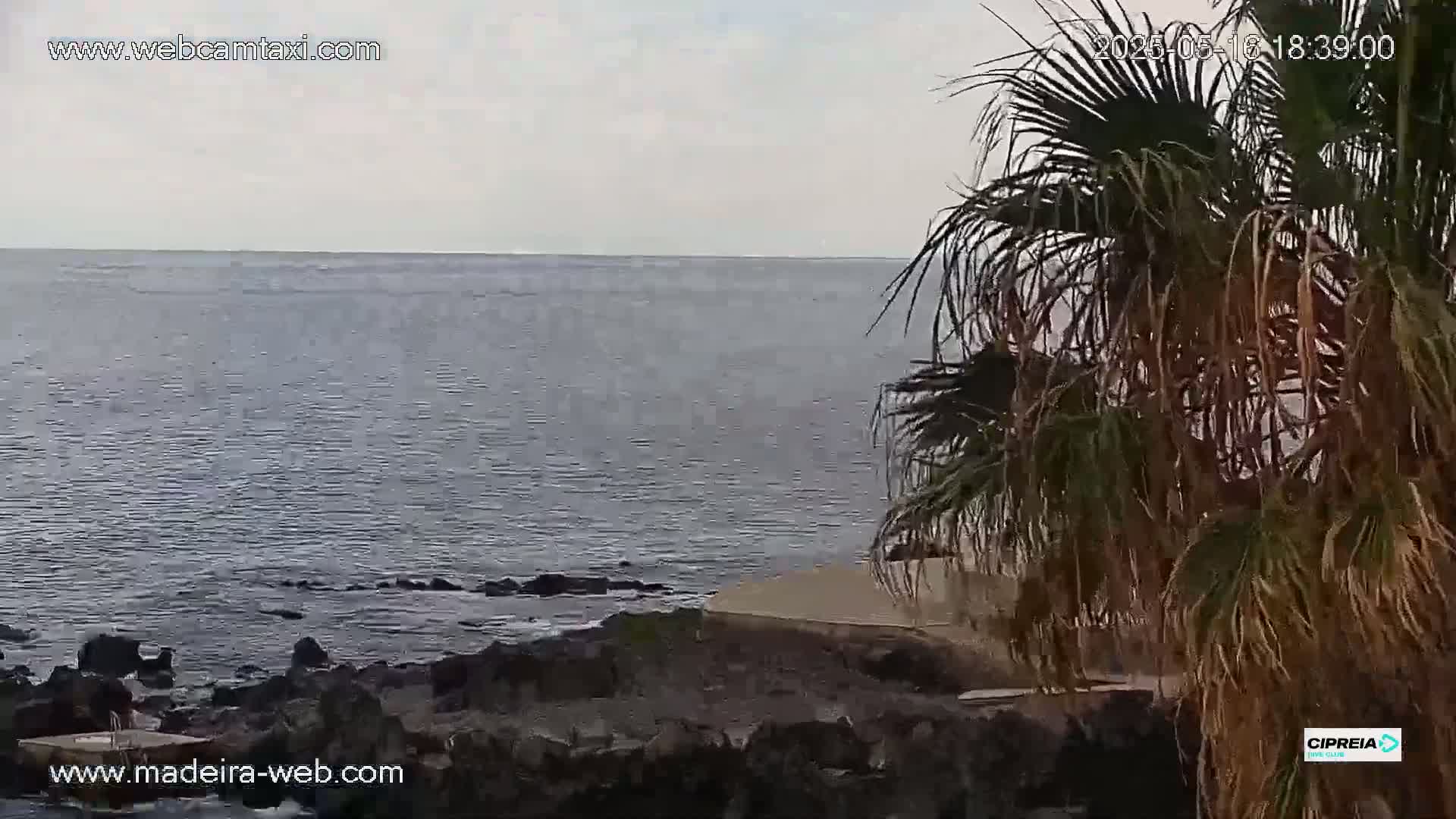 A calm, gray ocean meets a rocky shoreline partially obscured by a palm tree under an overcast sky.