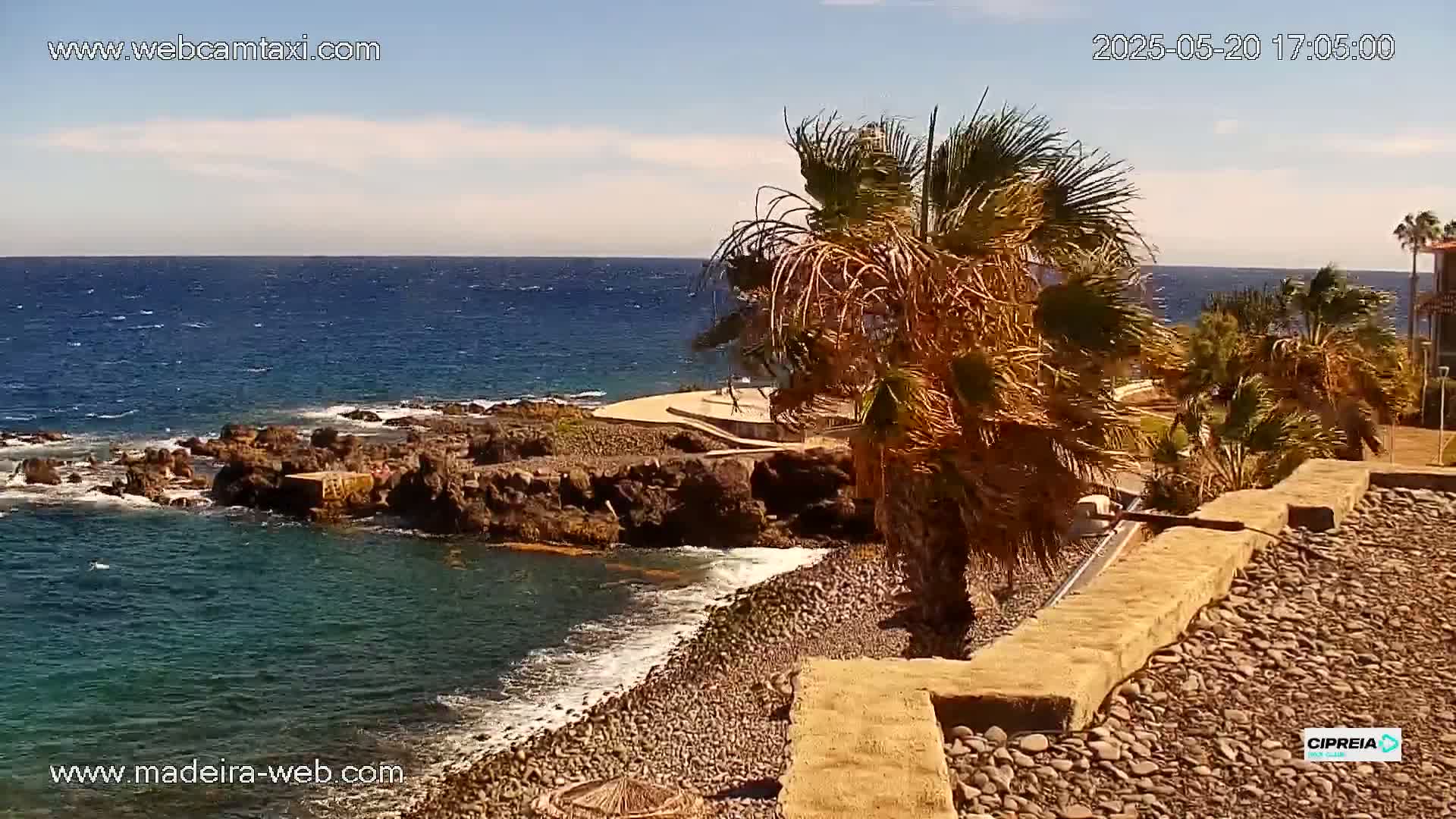 A rocky shoreline with palm trees in the foreground meets a calm, blue ocean under a mostly sunny sky.