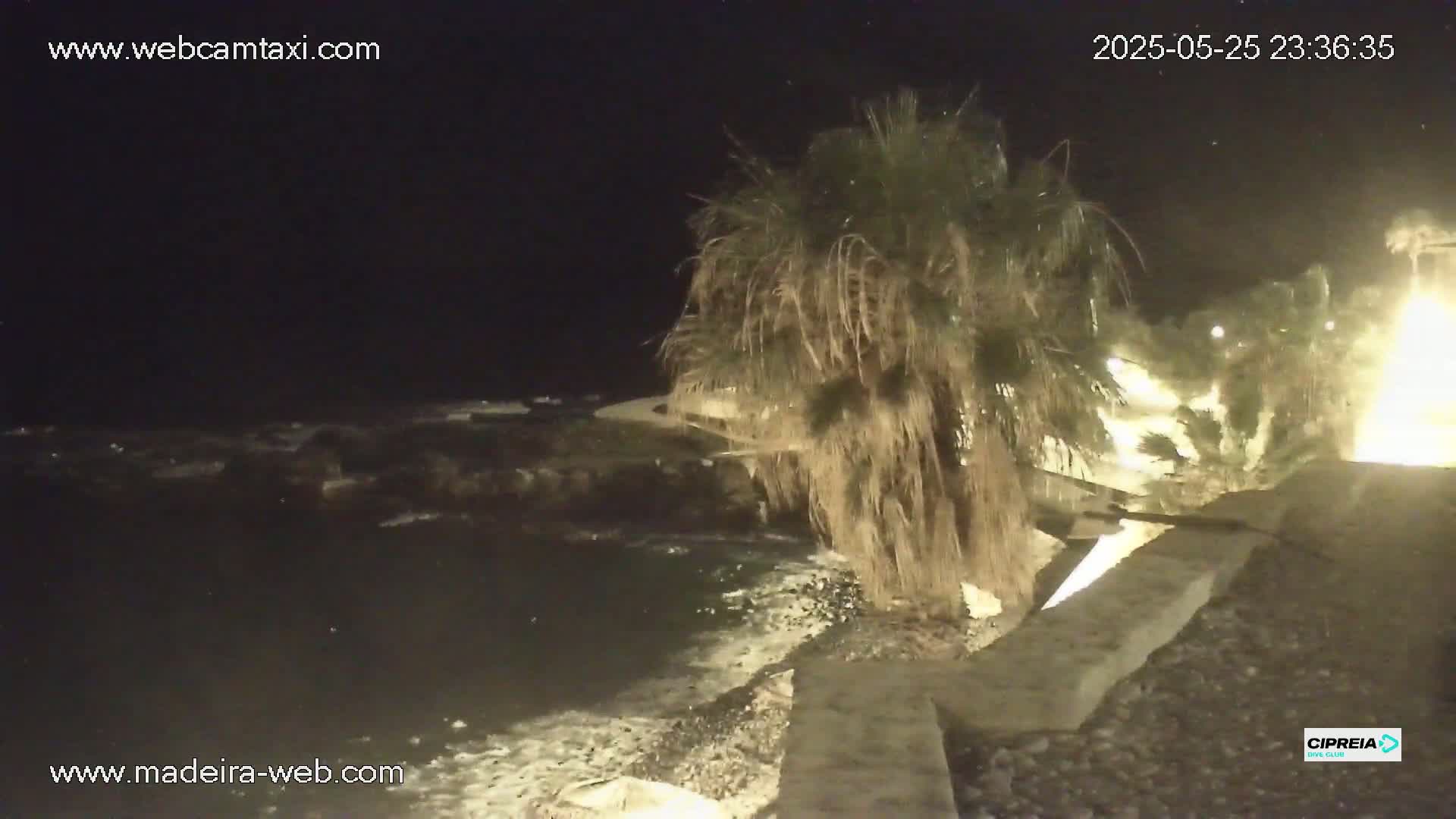 A nighttime coastal scene shows a palm tree silhouetted against a dark ocean with gentle waves lapping at a rocky shore.