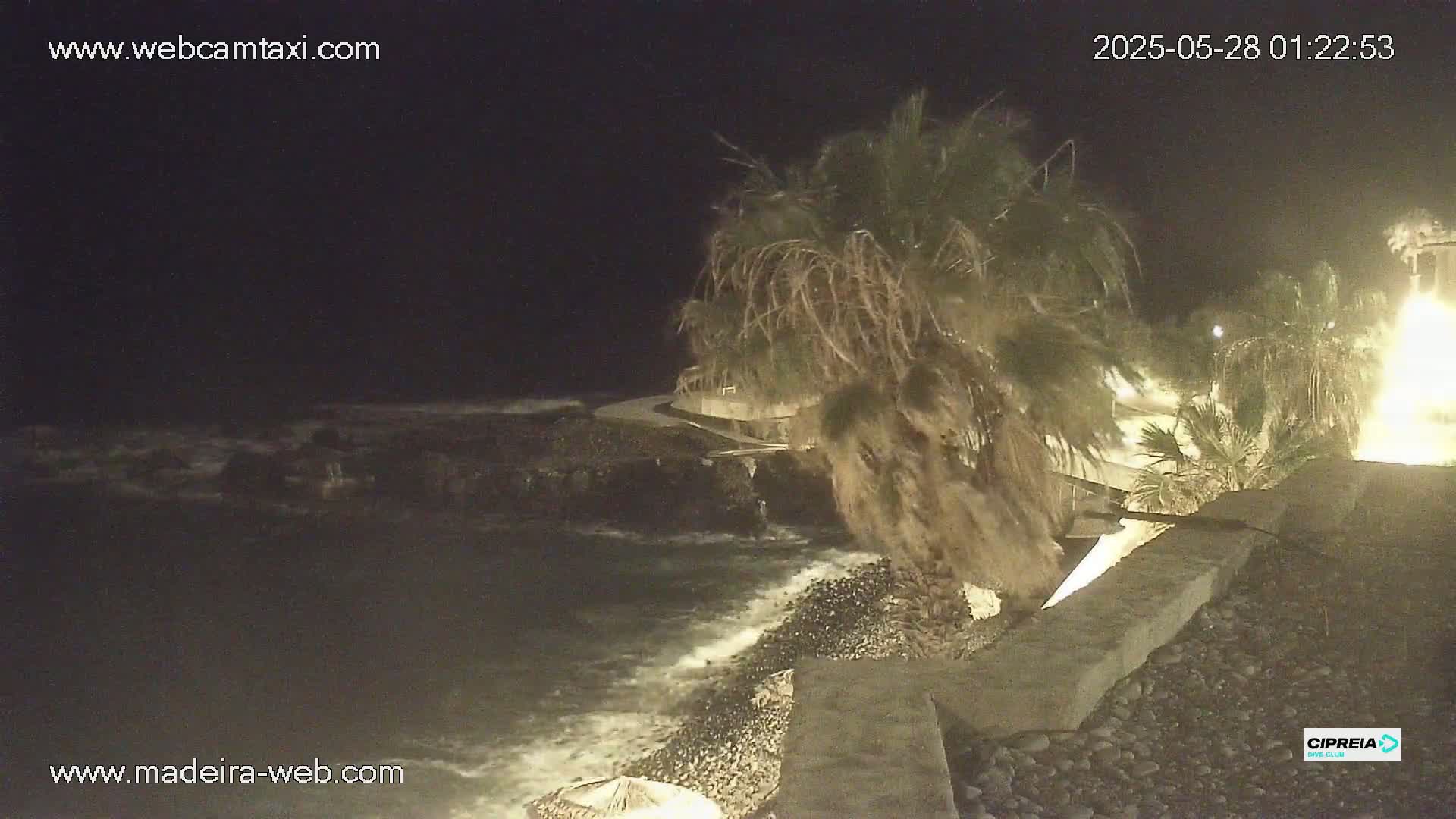 A nighttime seaside scene shows dark water lapping gently against a rocky shore, with palm trees illuminated near a low stone wall.