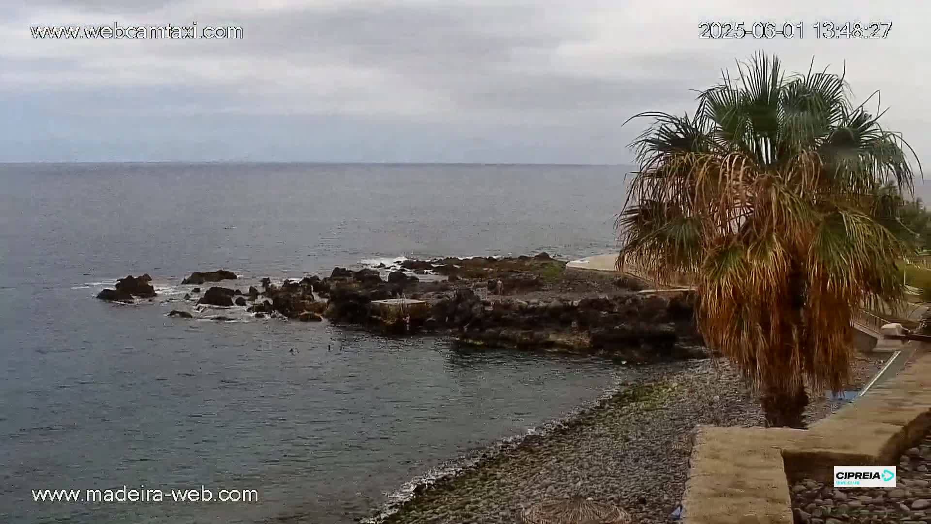 A rocky shoreline with calm ocean water under an overcast sky, featuring a palm tree in the foreground.