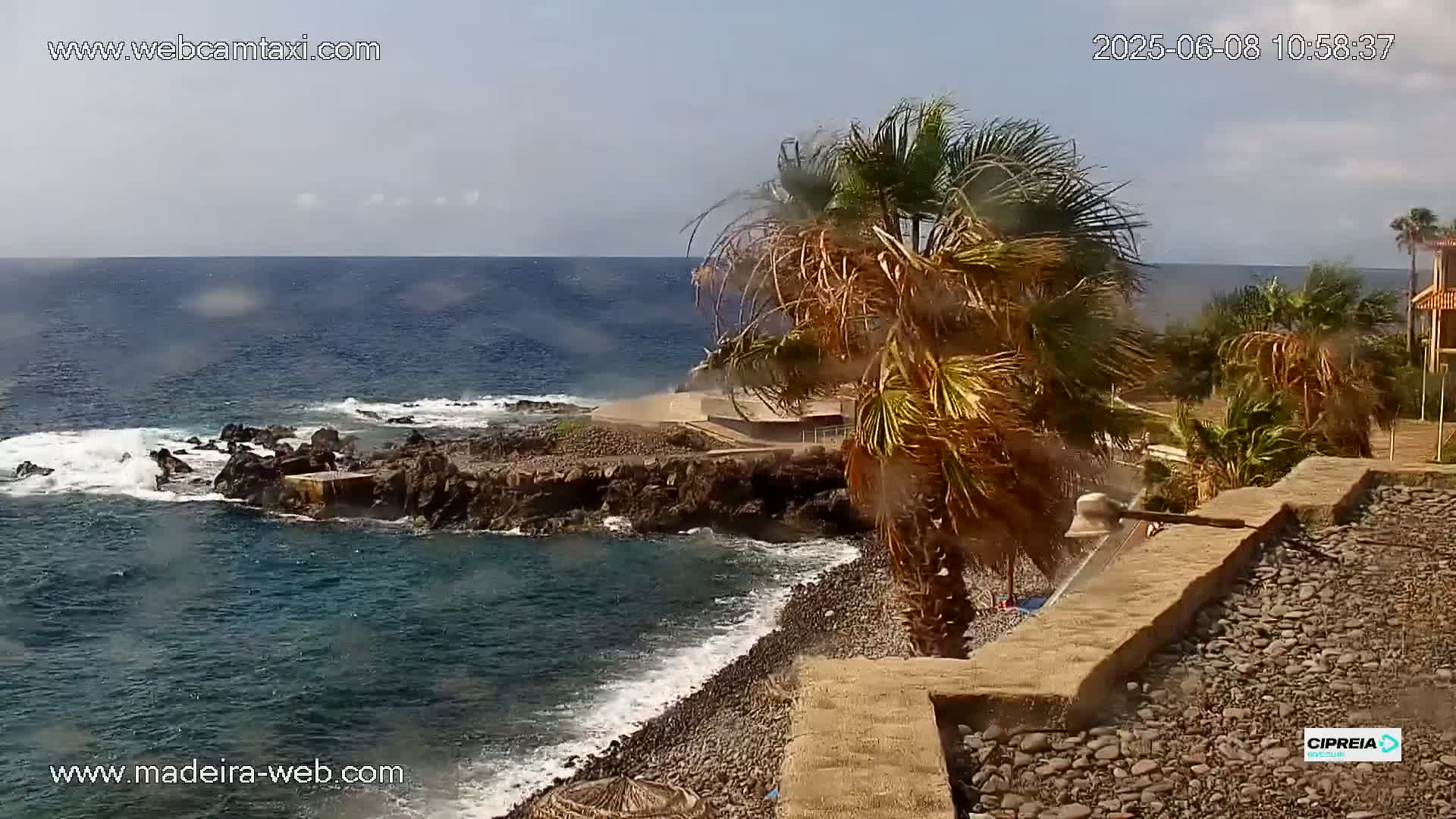 A rocky shoreline with palm trees and a calm ocean under a mostly clear sky.