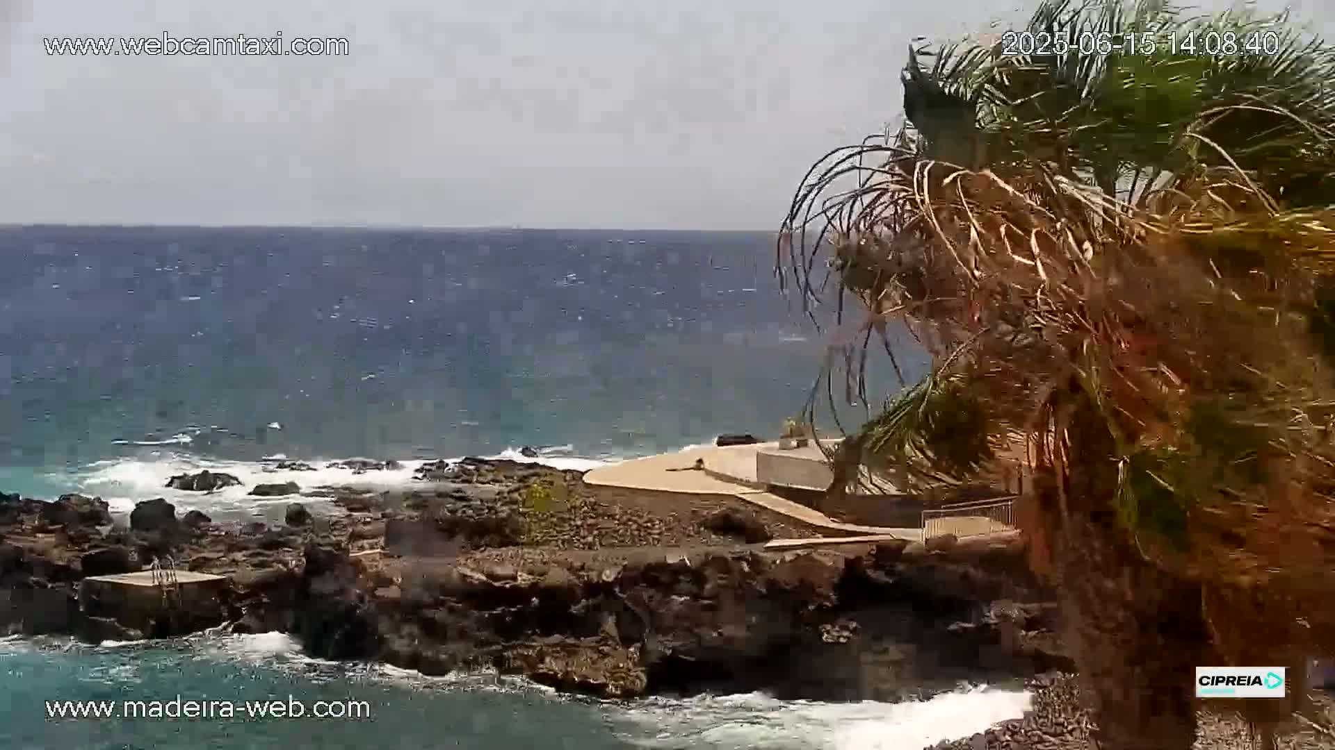 A rocky coastline with a small concrete structure is partially obscured by a palm tree blowing in the wind, overlooking a choppy ocean under a mostly cloudy sky.