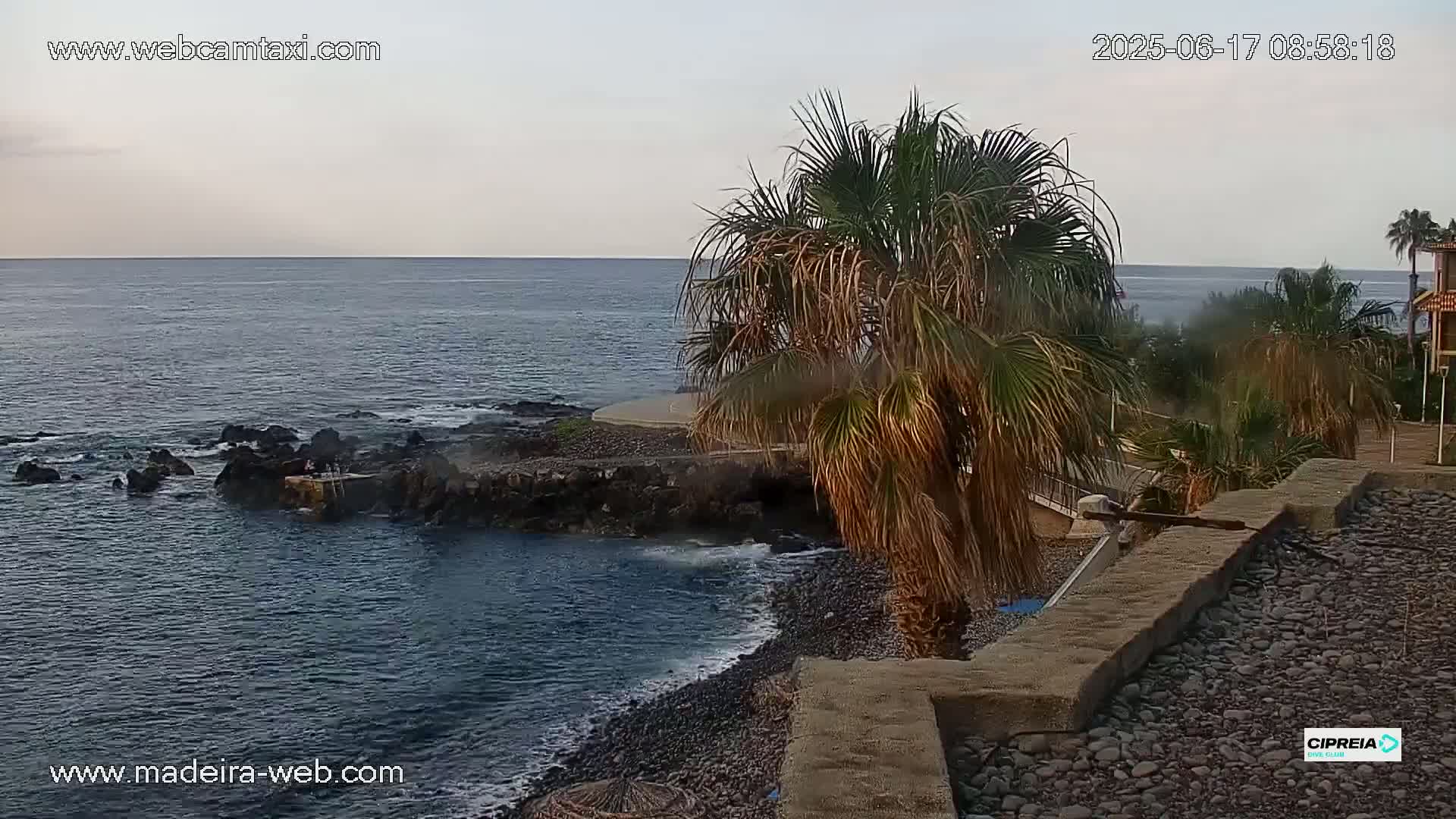 A calm ocean meets a rocky shore with a palm tree and a low stone wall in the foreground under a cloudy sky.
