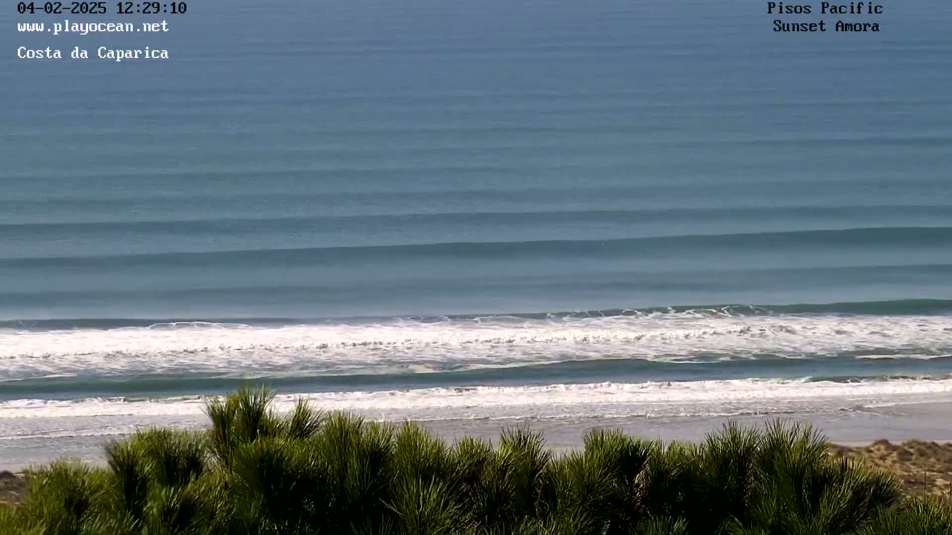 Ocean waves roll onto a sandy beach, viewed from behind a line of low-lying green vegetation on a sunny day.
