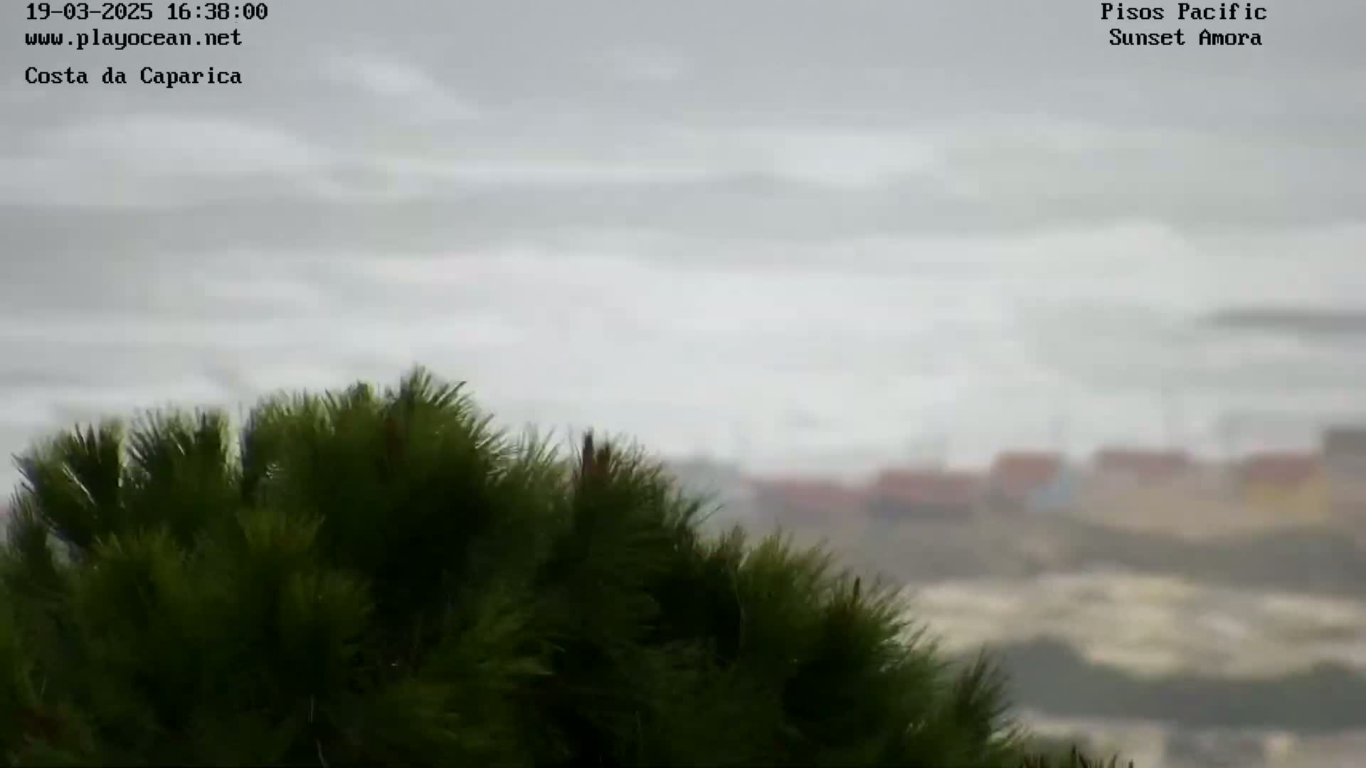 A blurry view of a stormy ocean with choppy waves is seen through the foreground of dark green pine branches.