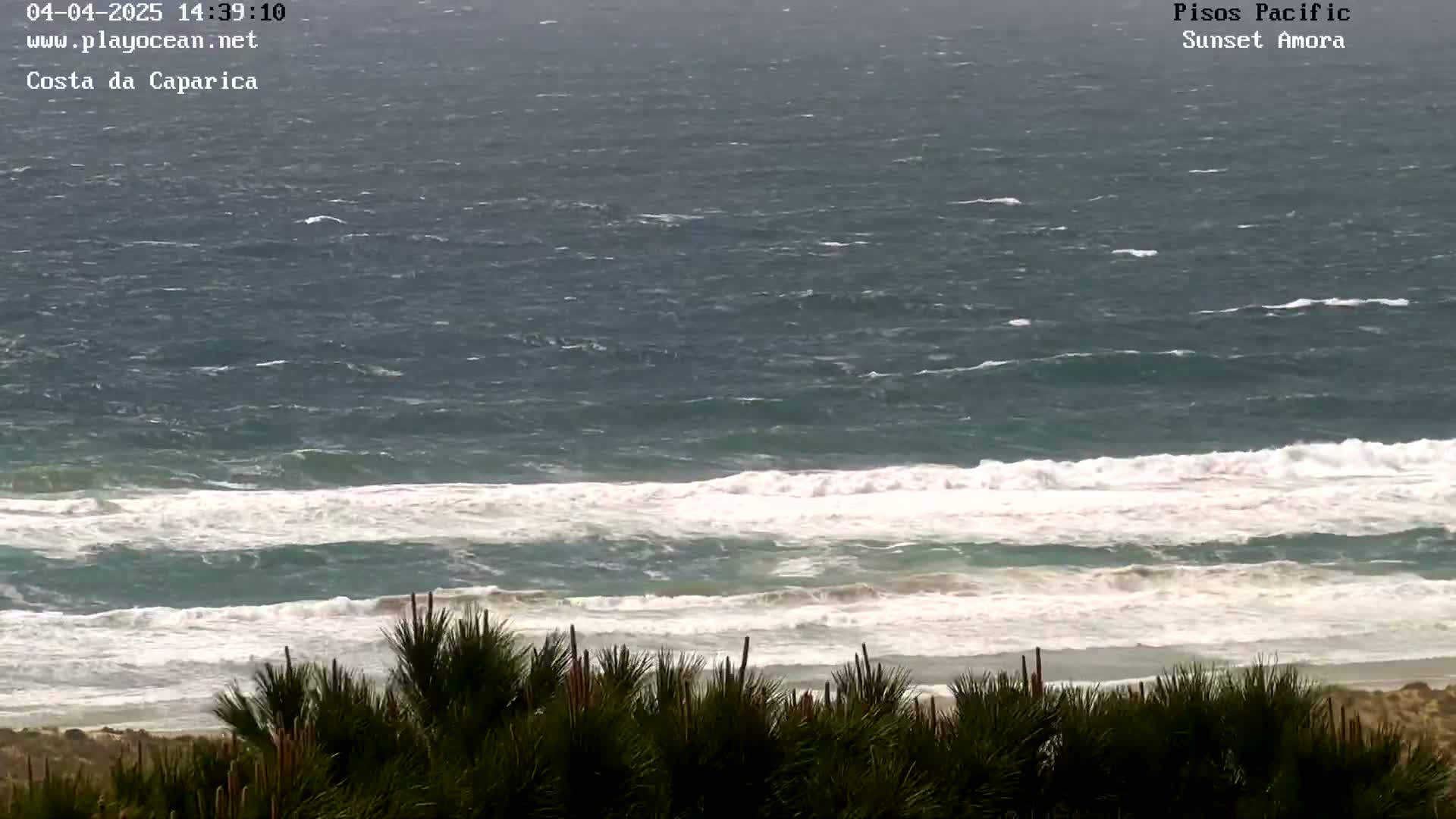A wavy ocean with white-capped waves crashes onto a sandy beach, viewed from behind dark green shrubs on an overcast day.