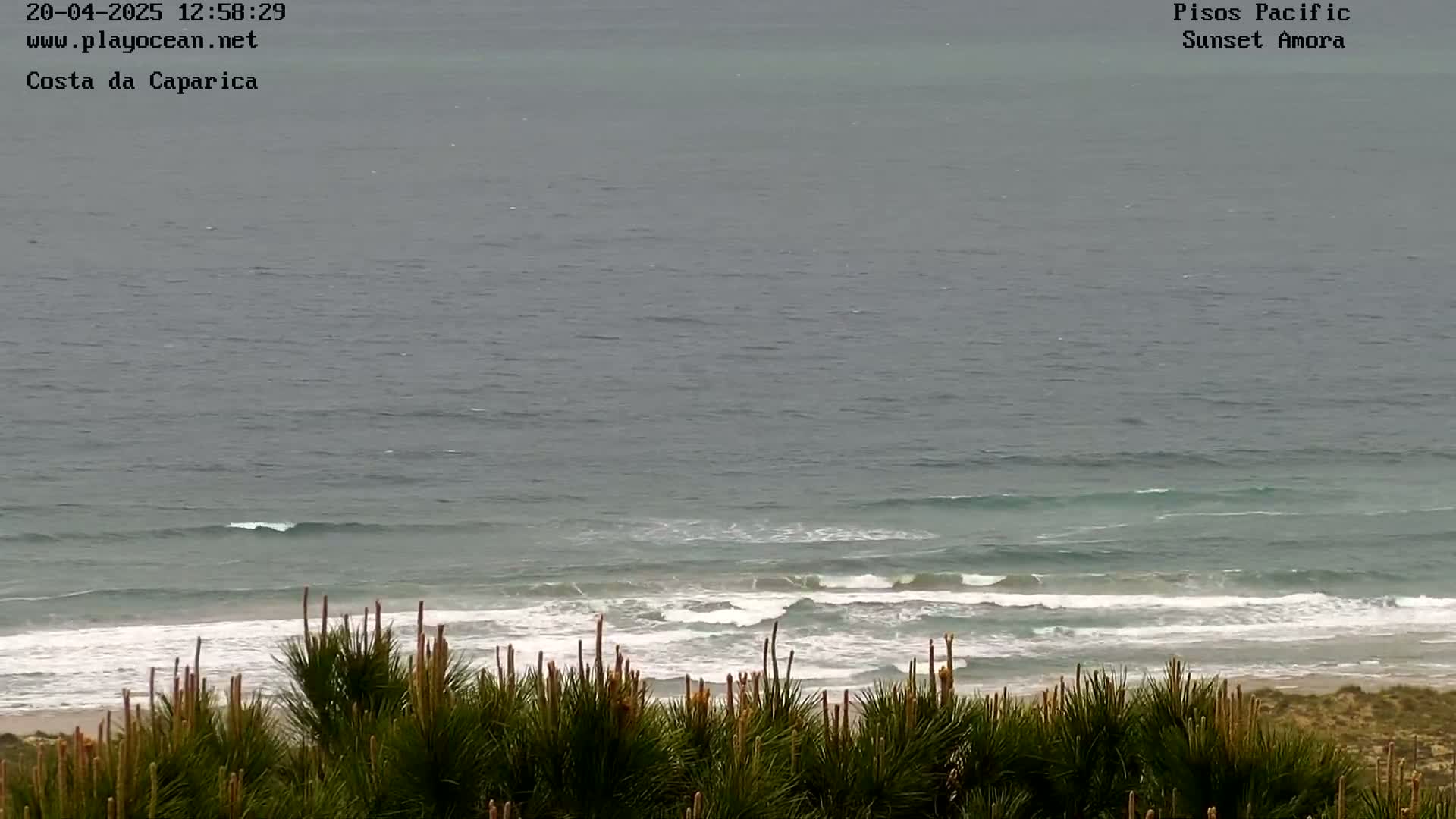 A view of a beach with small waves rolling onto the shore, seen from behind a line of shrubs on a cloudy day.