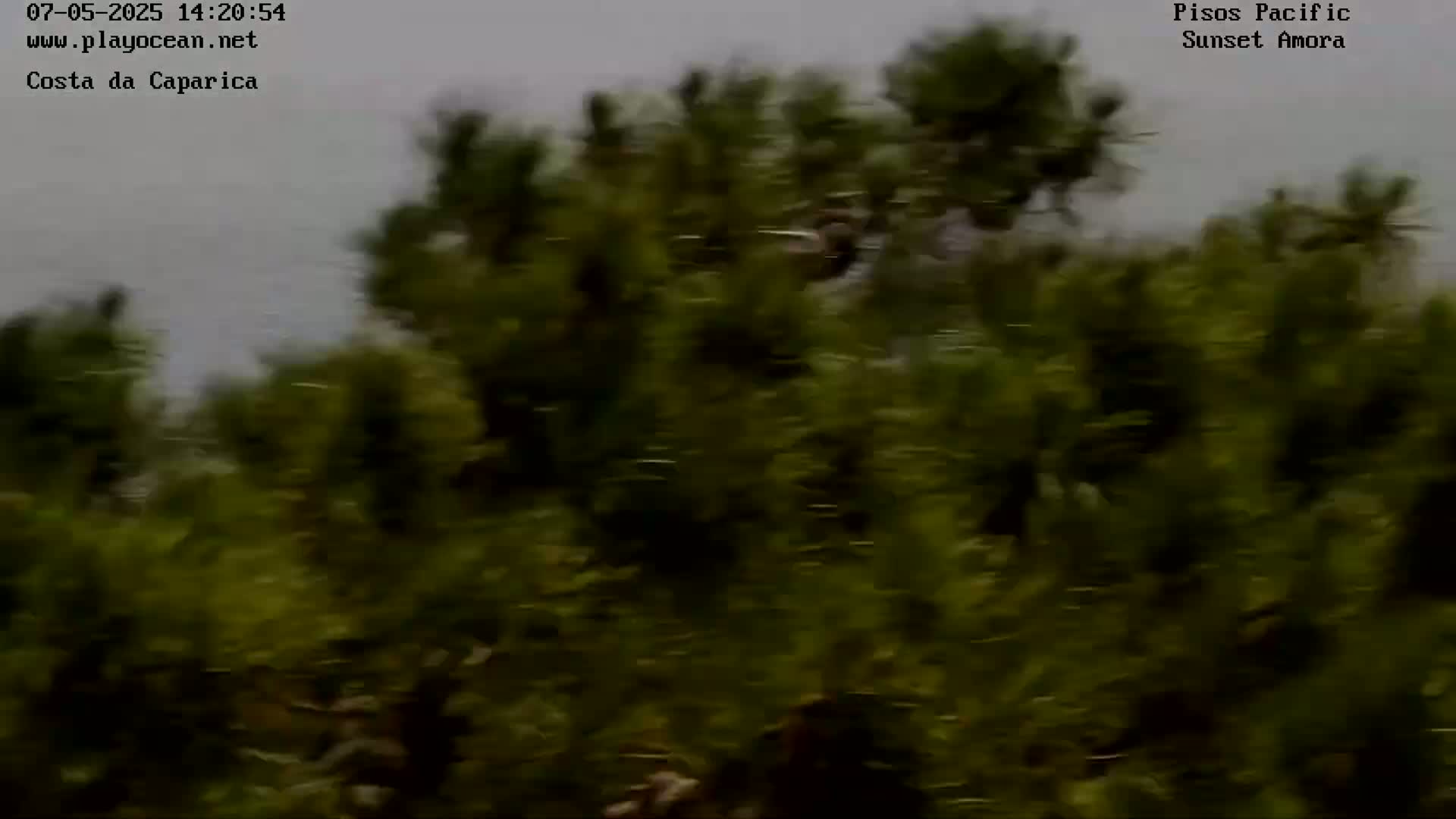 A blurry image shows a dense collection of dark green trees and shrubs under an overcast sky.