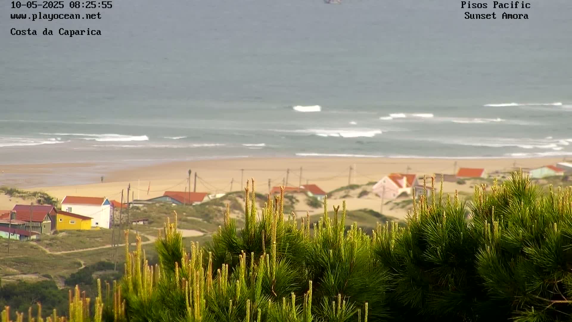 A view from behind a pine tree shows a sandy beach with small houses and a calm ocean with small waves.