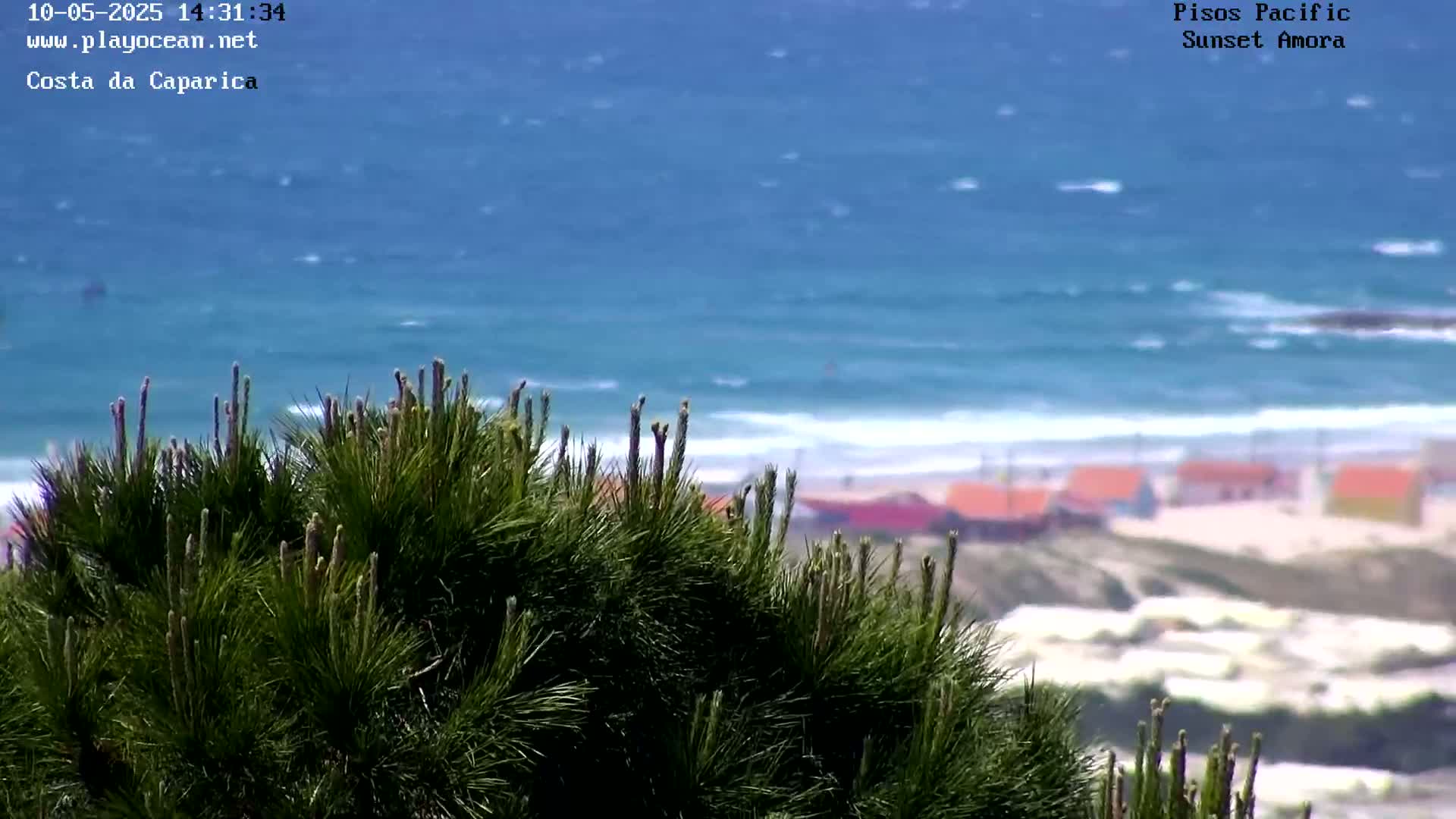 A windy day shows a view of a blue ocean with waves breaking on a beach where small, colorful buildings are visible beyond a foreground of pine tree branches.