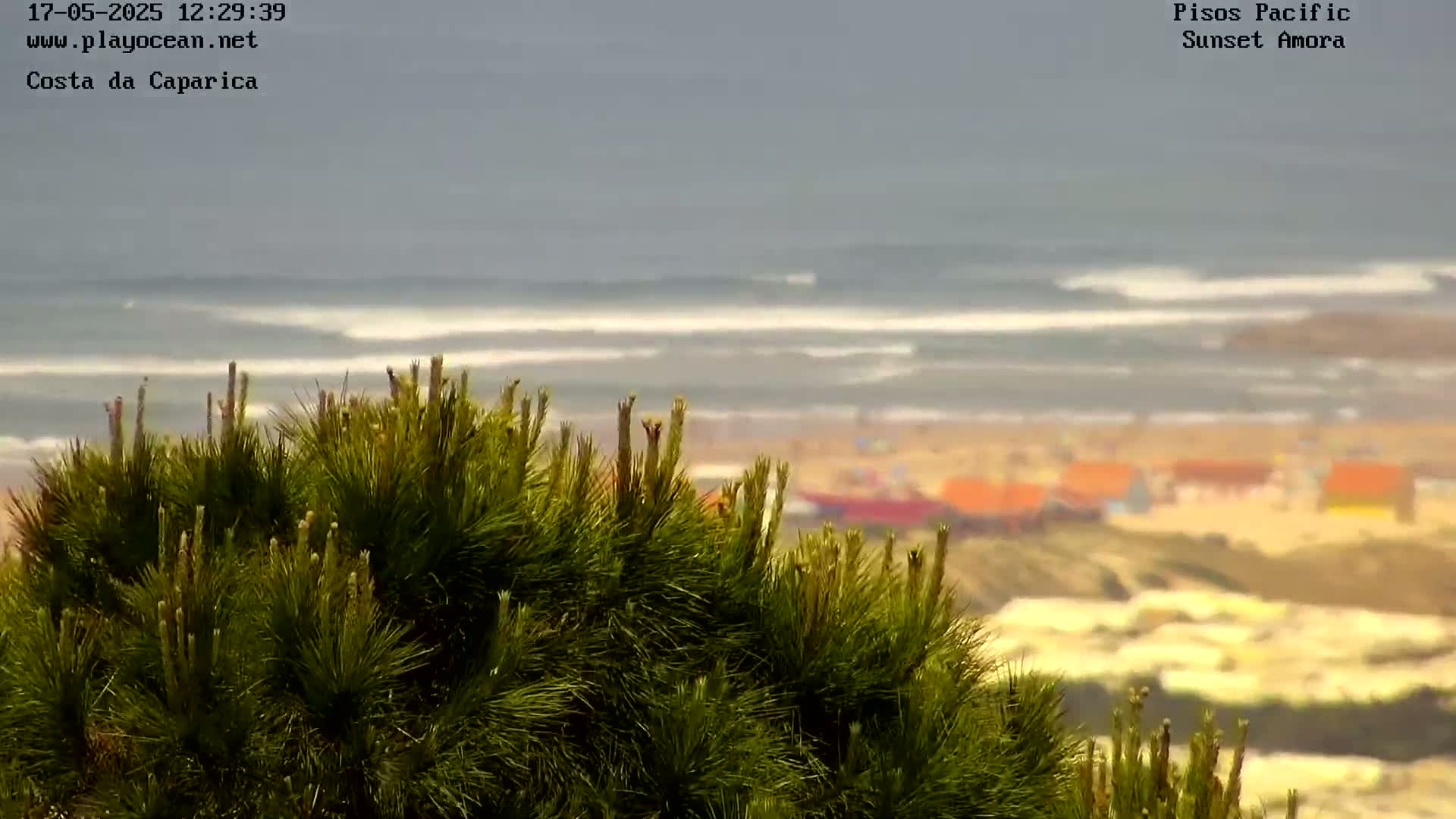 A view from behind a pine tree shows a beach with small buildings and an overcast ocean with small waves.