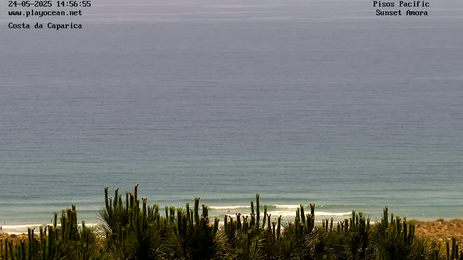 A tranquil ocean scene with calm waves lapping a sandy shore, viewed from behind a line of evergreen shrubs.