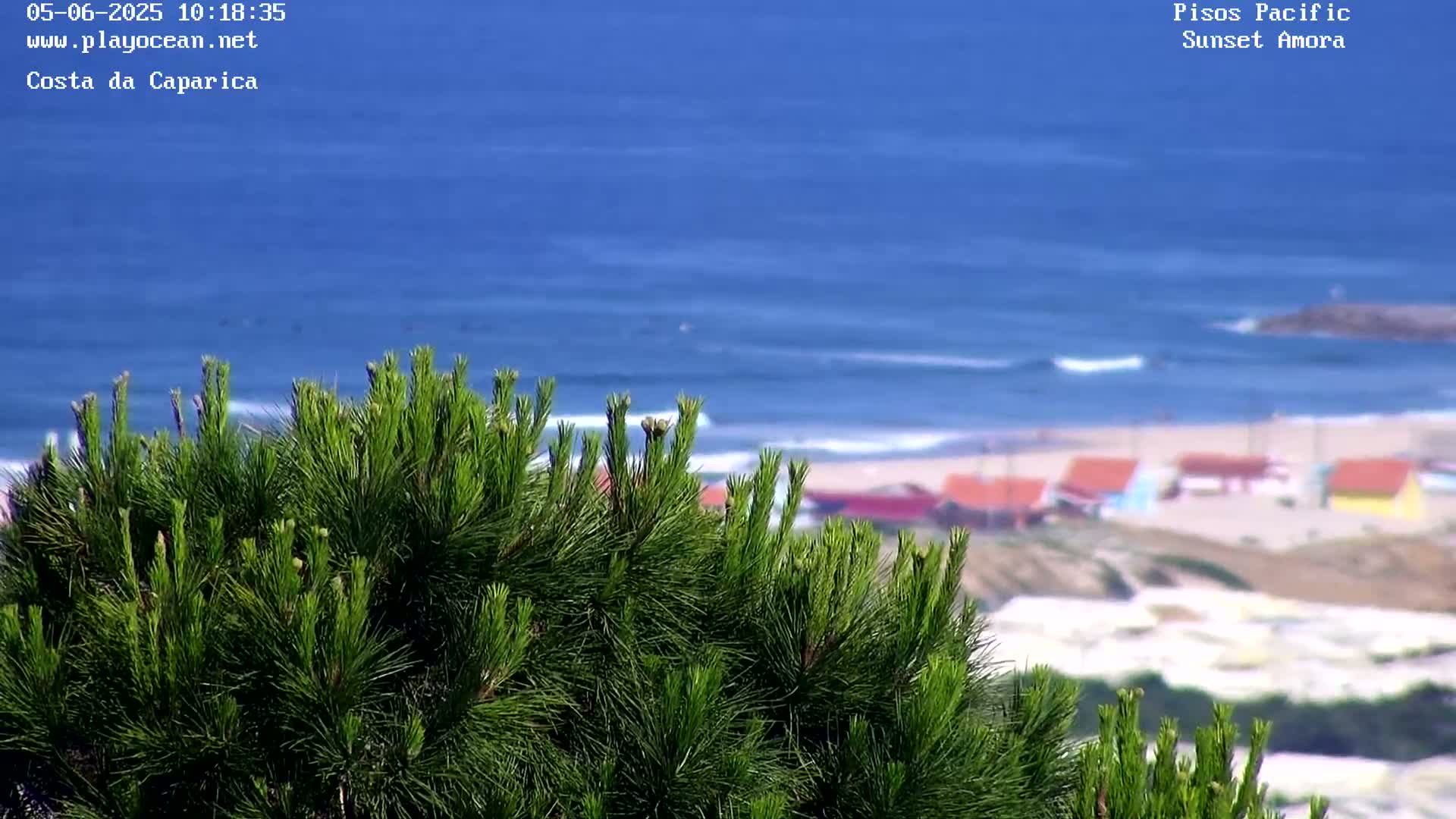 A vibrant green pine tree in the foreground partially obscures a view of a beach with colorful buildings and a calm blue ocean under a sunny sky.