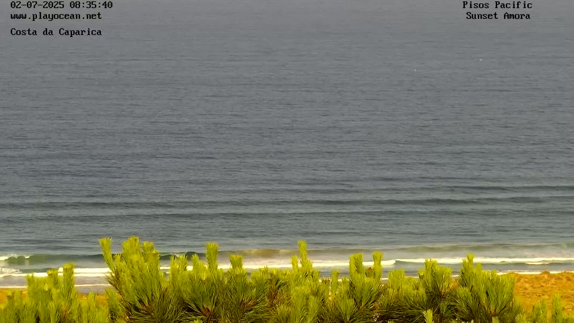 A view of a calm ocean with small waves breaking on a sandy beach, partially obscured by evergreen shrubs in the foreground under an overcast sky.