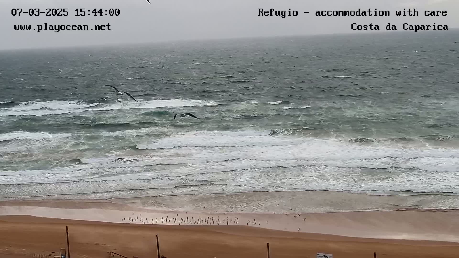 A beach with overcast skies and moderate waves features several birds flying over the water and many more birds on the sand.