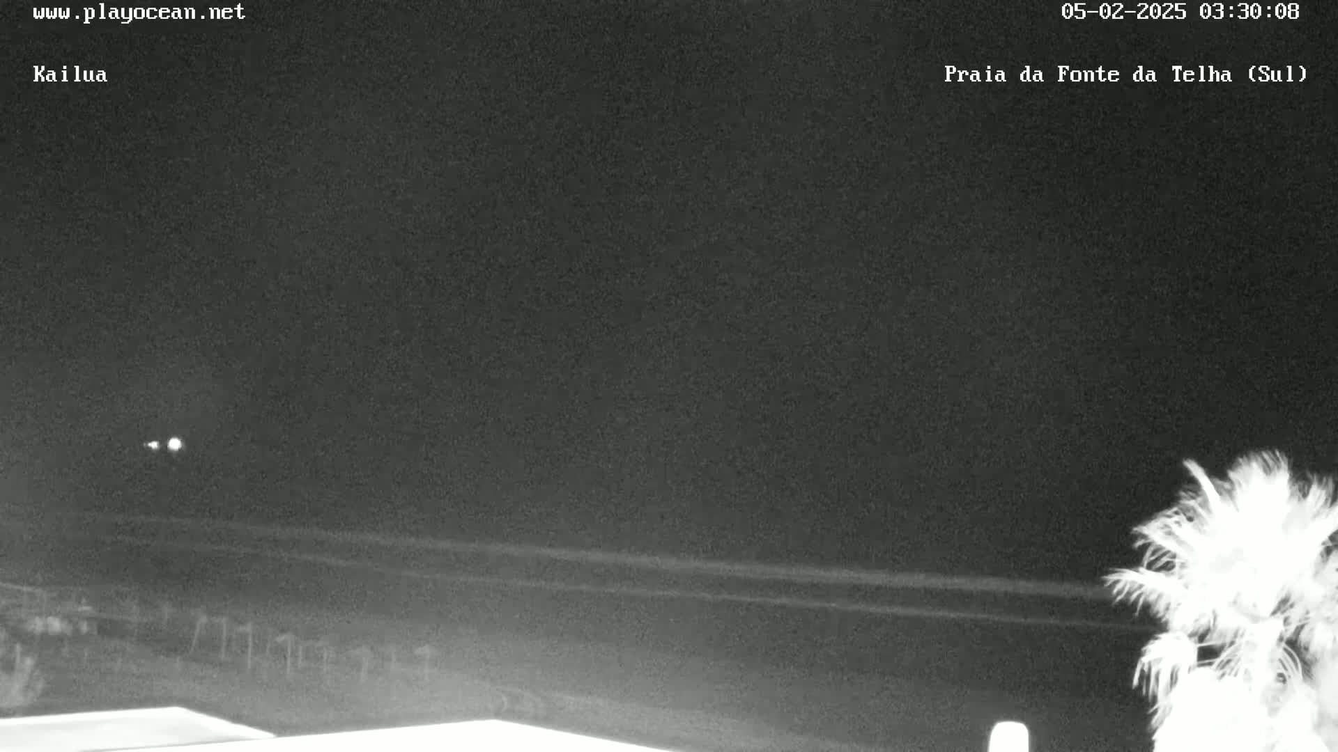 A nighttime view of a dark ocean beach with a palm tree in the lower right corner under a clear sky.