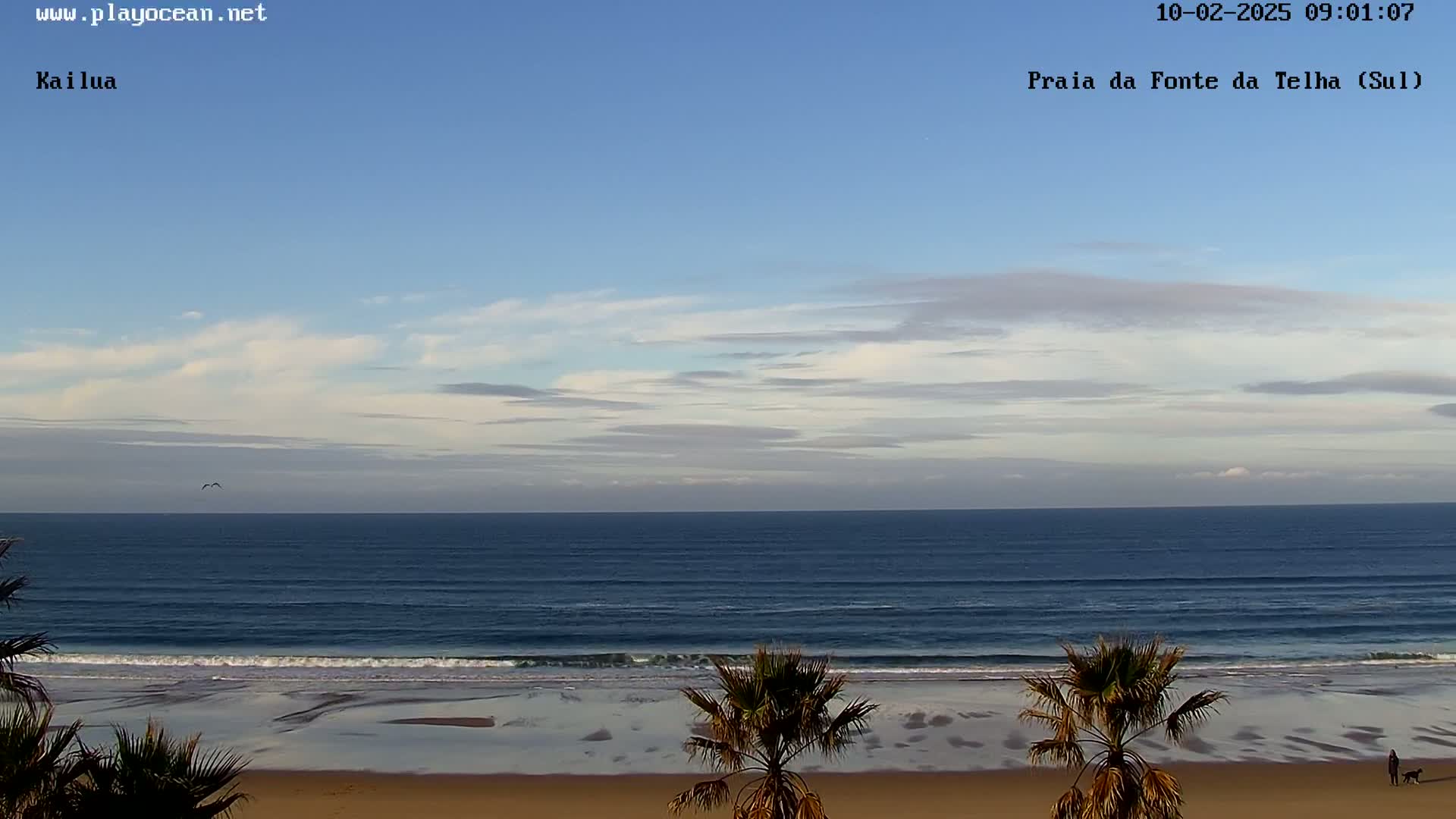 A mostly clear sky overlooks a calm ocean with gentle waves lapping a sandy beach lined with palm trees.