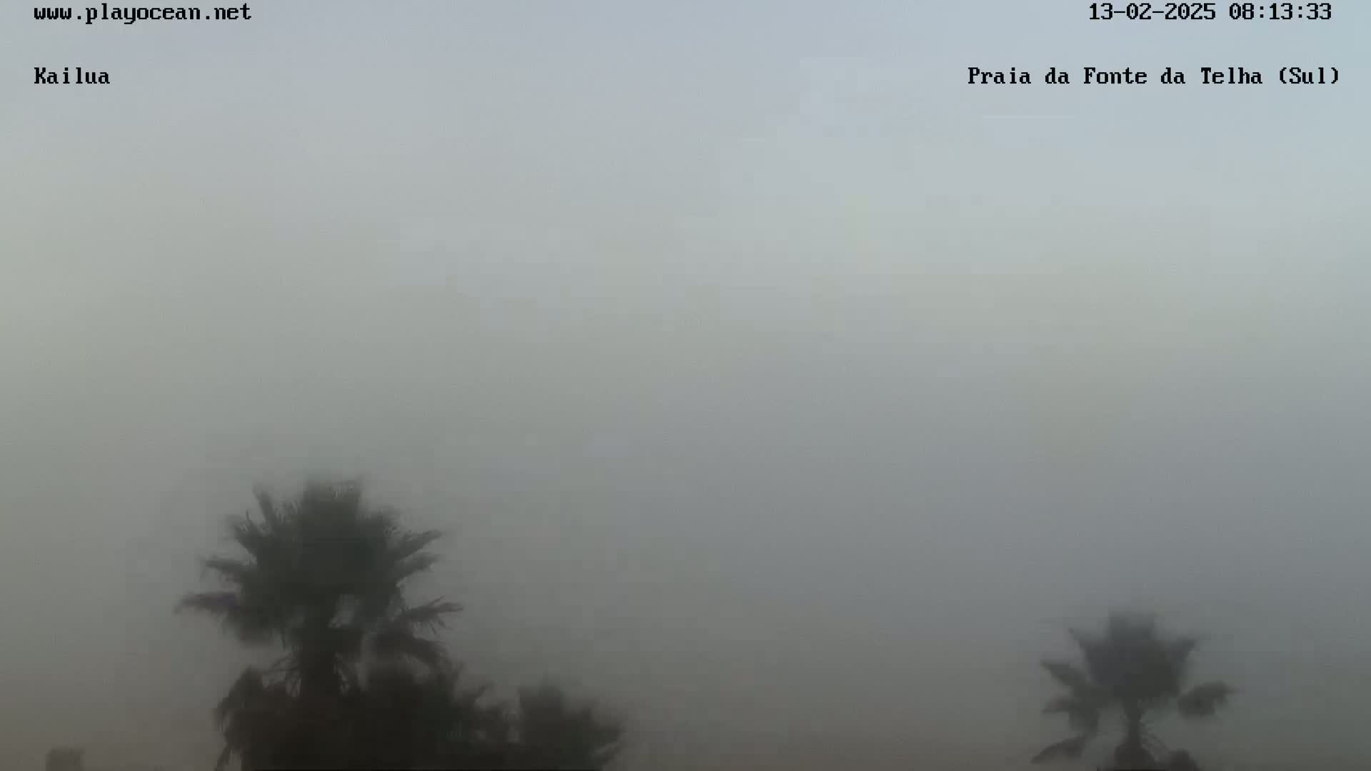 A foggy scene shows several palm trees silhouetted against a very thick, gray fog.
